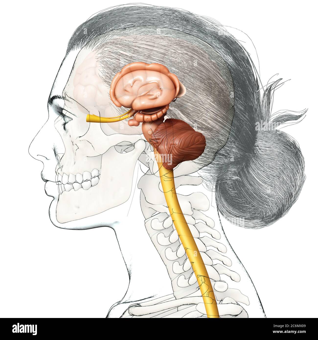 nerf accessoire spinal, illustration vintage. 13470369 Art
