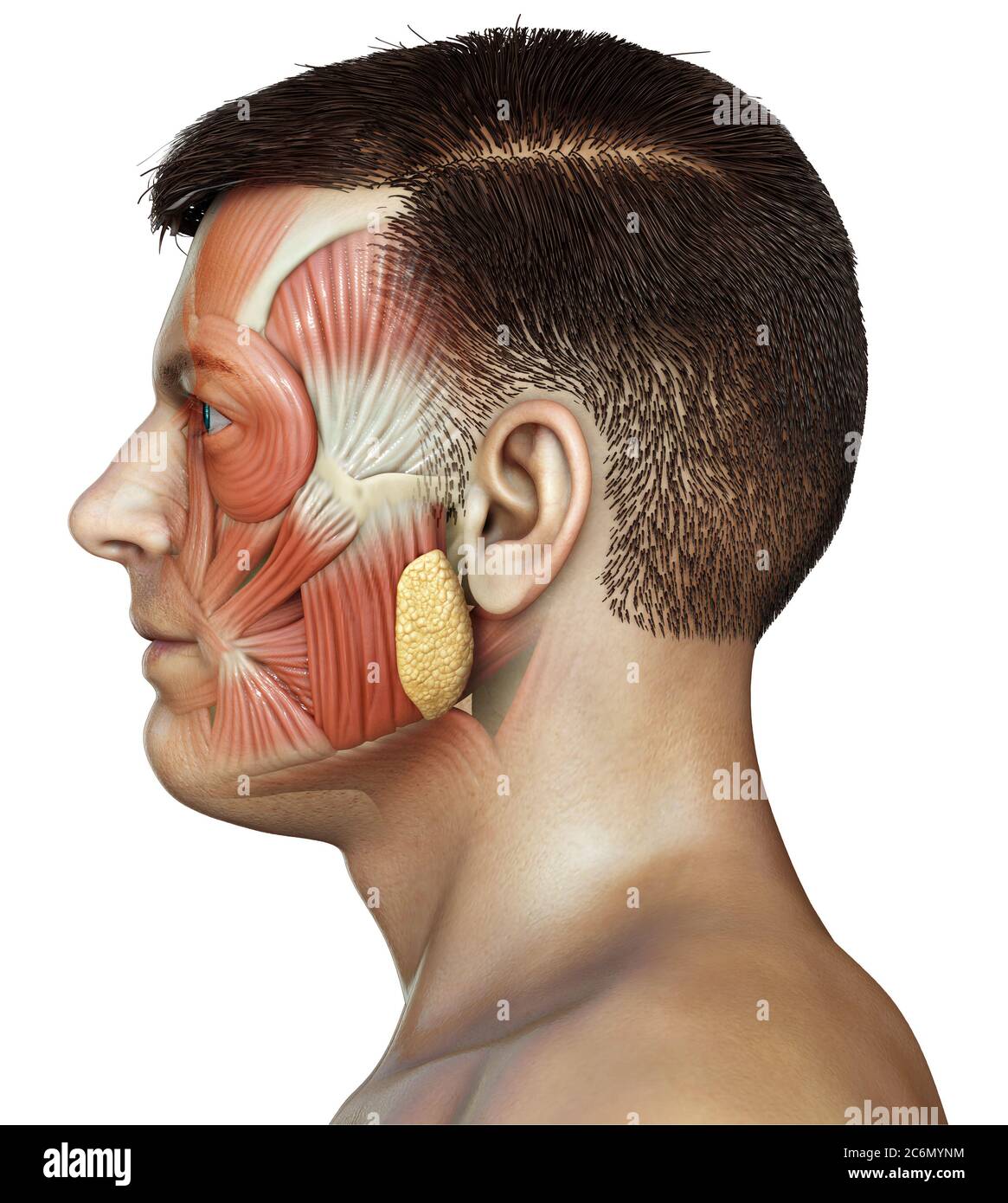 illustration médicale 3d de l'anatomie de la tête masculine pour l'éducation Banque D'Images