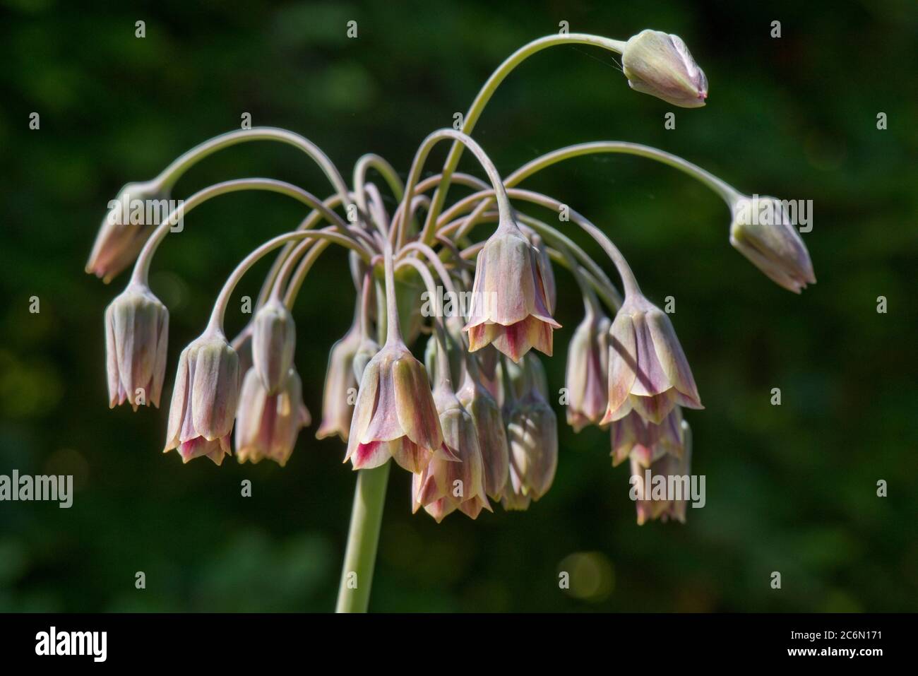 Ail au miel sicilien (Allium ou Nectaroscordum siculum), fleuron des espèces d'Allium. Veru attrayant pour les pollinisateurs d'insectes, Berkshire, mai Banque D'Images