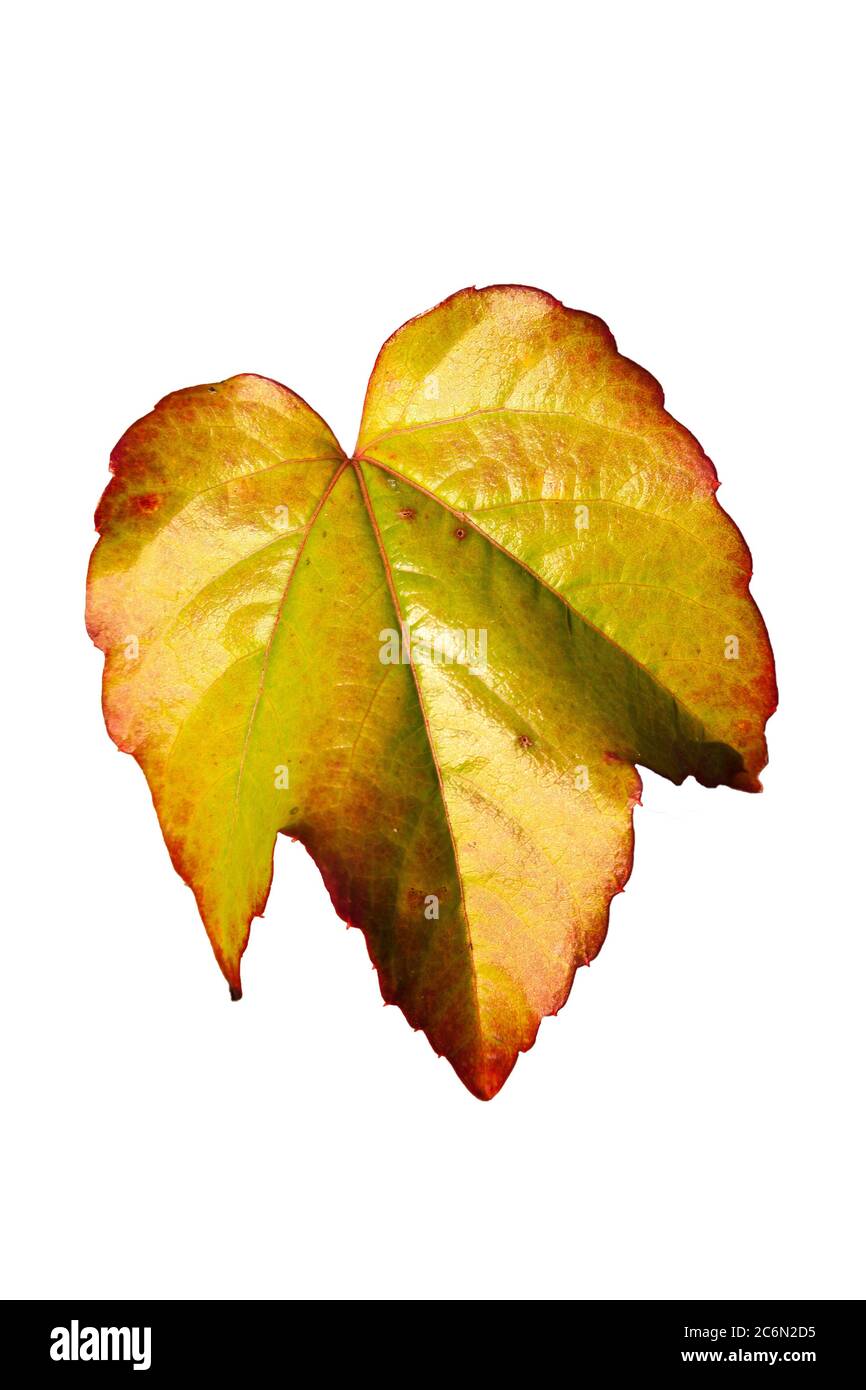 Feuille de vigne en automne couleur d'automne découpé et isolé sur un fond blanc Banque D'Images