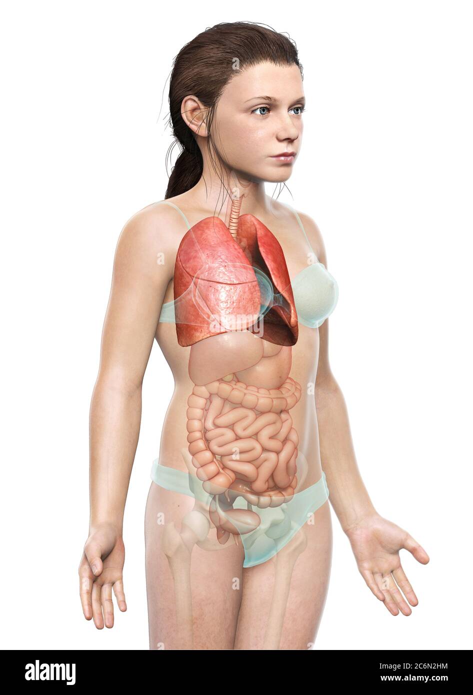 illustration médicale précise d'une anatomie pulmonaire de jeune fille rendue en 3d Banque D'Images