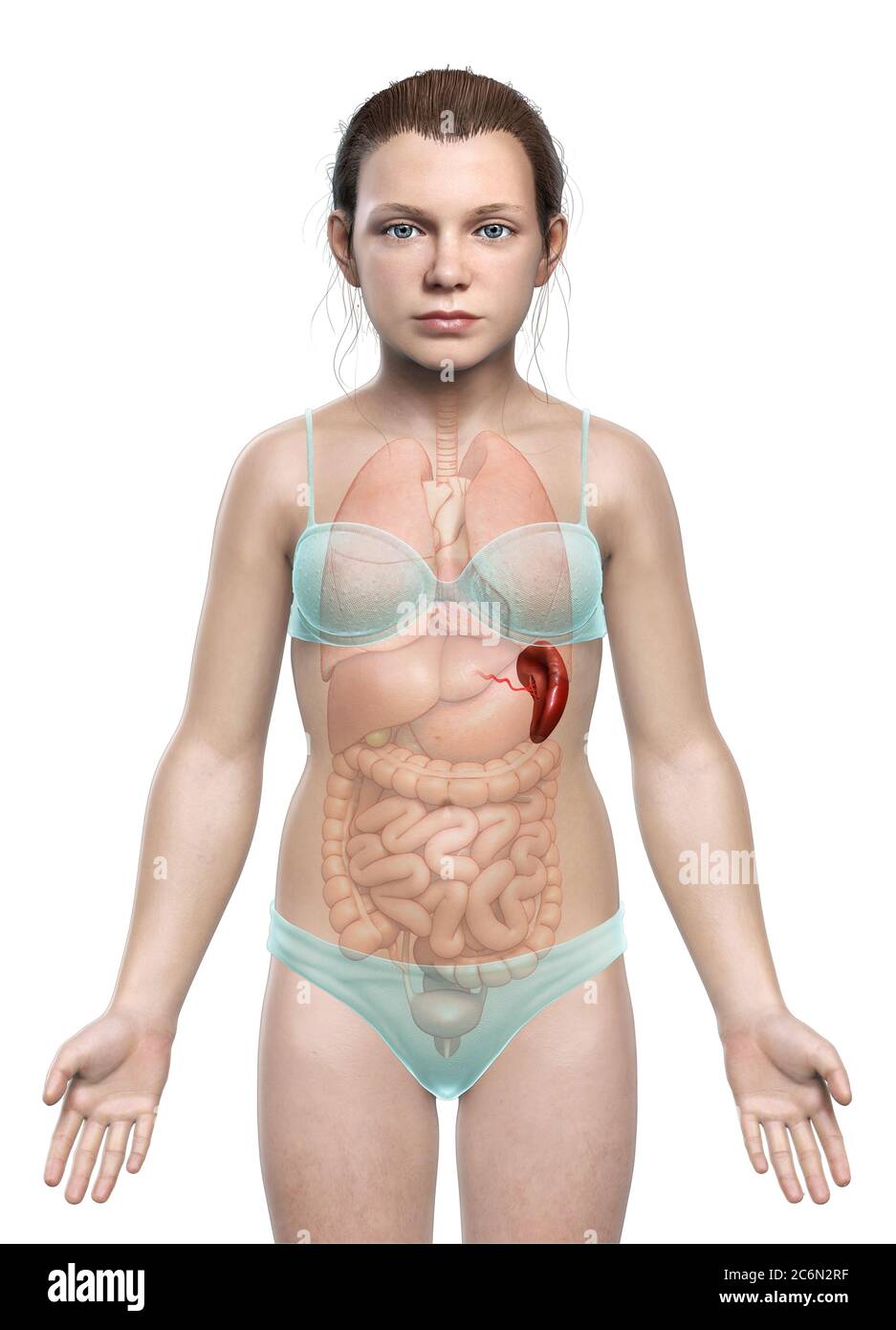 3d rendu, médicalement précis illustration d'une jeune fille rate Anatomie Banque D'Images
