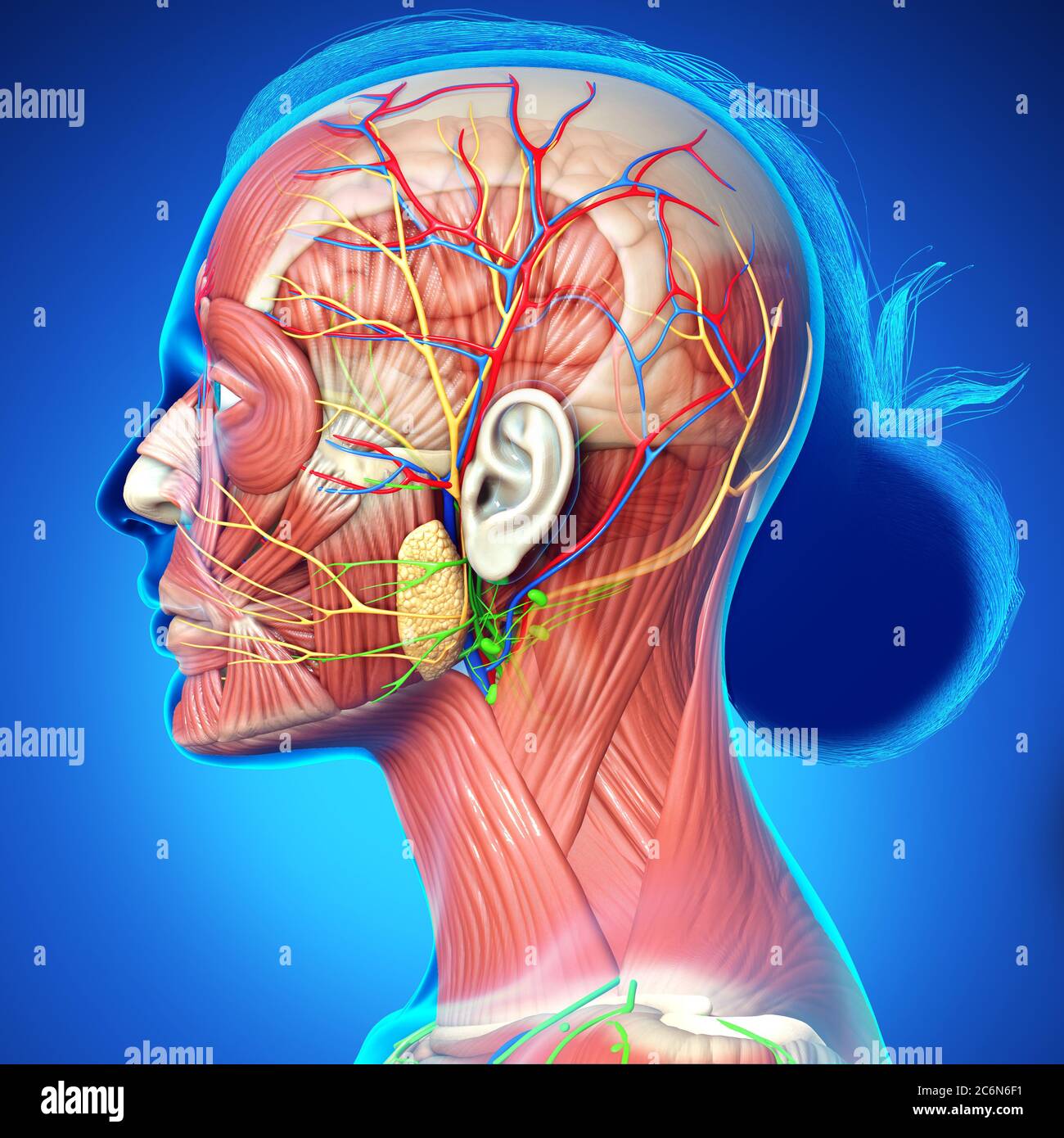 illustration médicale de rendu 3d de l'anatomie de la tête féminine pour l'éducation Banque D'Images