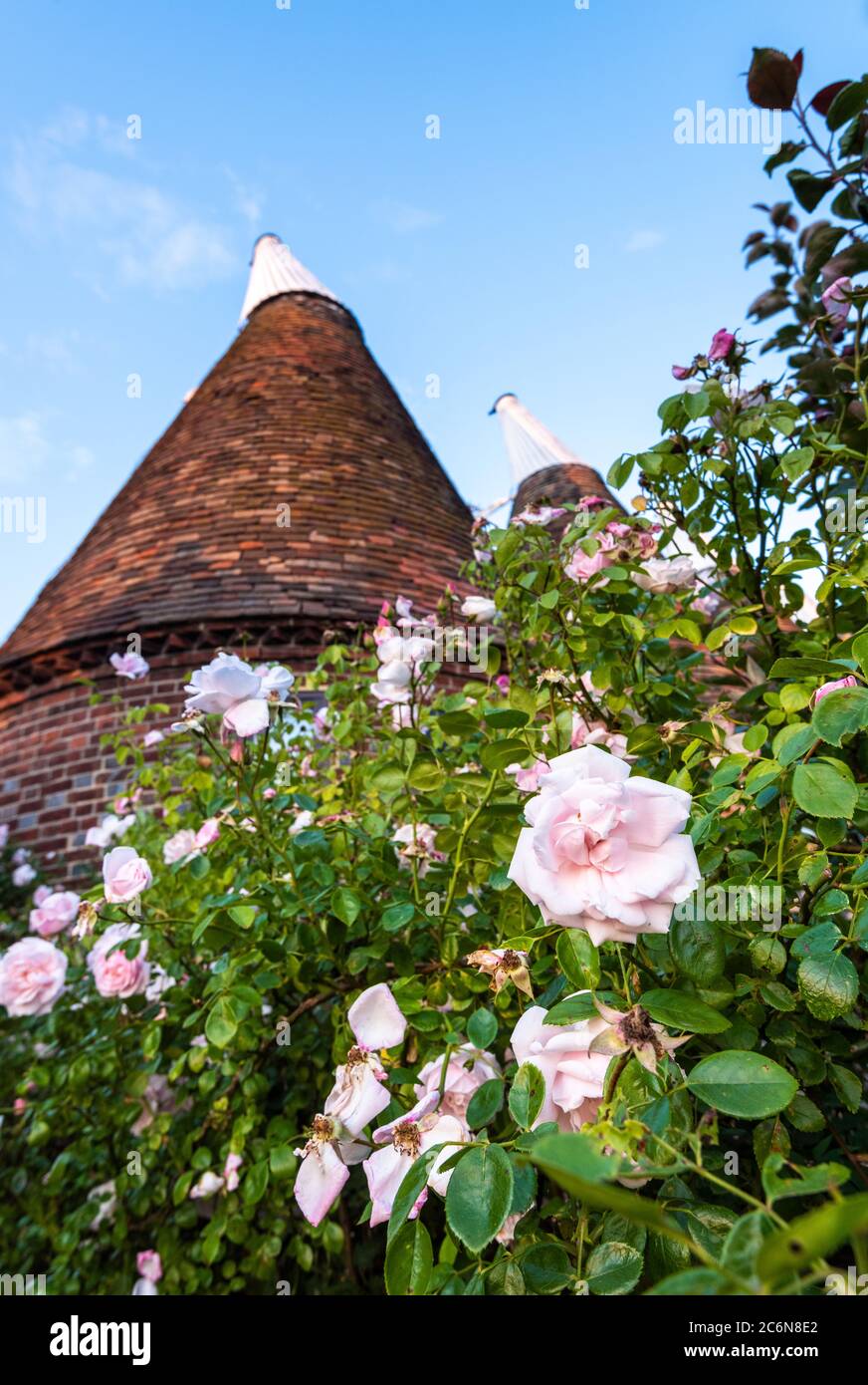 Pink Rose Bush devant une maison traditionnelle Oast dans le village d'Ickham, dans le Kent oriental. Banque D'Images