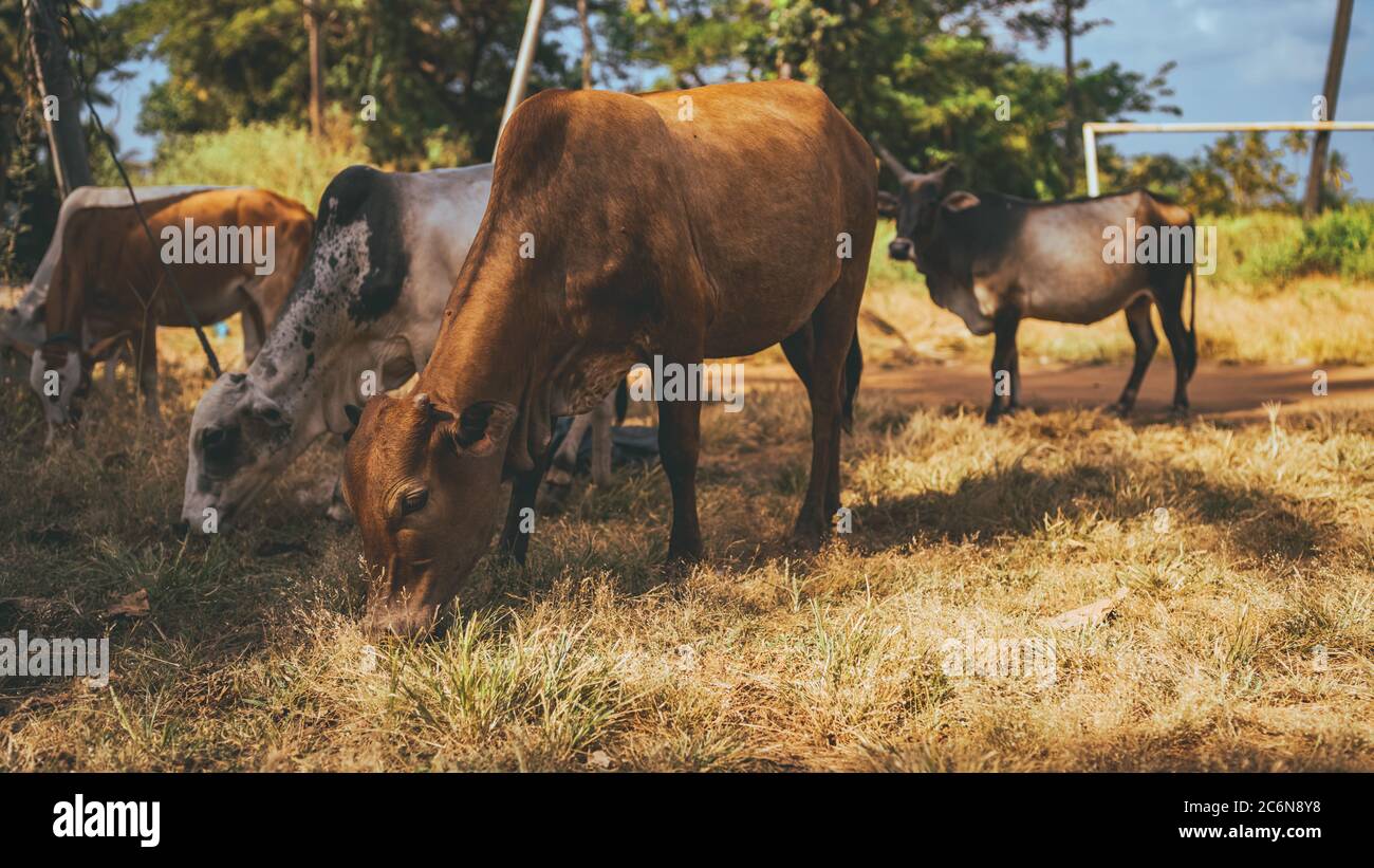 Les jeunes vaches mangent de l'herbe par temps ensoleillé. Banque D'Images