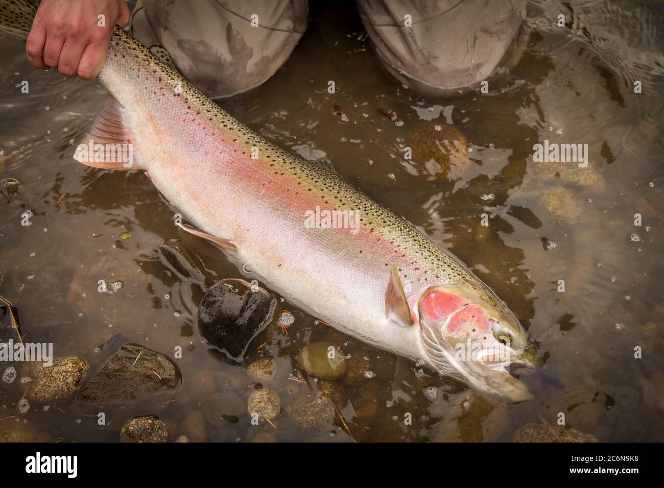 Une belle truite arc-en-ciel, pêchée à la volée par des pêcheurs, suspendue dans l'eau pour bientôt être libérée. Banque D'Images