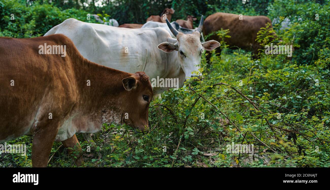 Les jeunes vaches mangent de l'herbe par temps ensoleillé. Banque D'Images