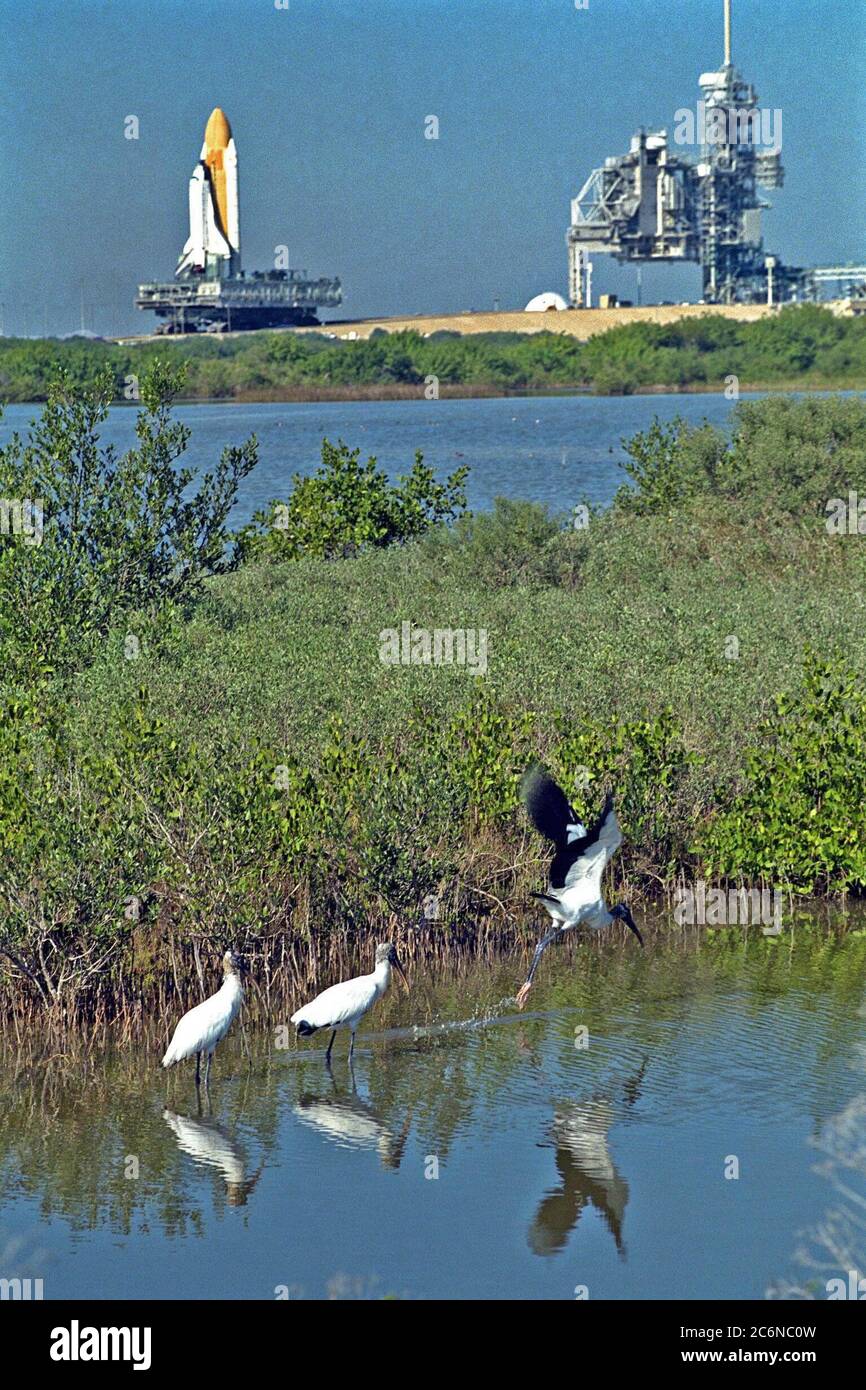 KENNEDY SPACE CENTER, Floride -- la navette spatiale Endeavour se lance sur le Launch Pad 39A, la destination de son voyage depuis le bâtiment d'assemblage de véhicules, pour les préparatifs finaux pour le décollage de la mission STS-89. Endeavour et son équipe de sept personnes sont visés pour un lancement en janvier 22. La STS-89 sera la huitième station d'accueil de la navette avec la Station spatiale russe Mir dans le cadre de la phase 1 du programme de la Station spatiale internationale. Le spécialiste de mission Andy Thomas, Ph.D., succédera au spécialiste de mission David Wolf, M.D., comme dernier astronaute de la NASA prévu pour un long séjour à bord de Mir Banque D'Images