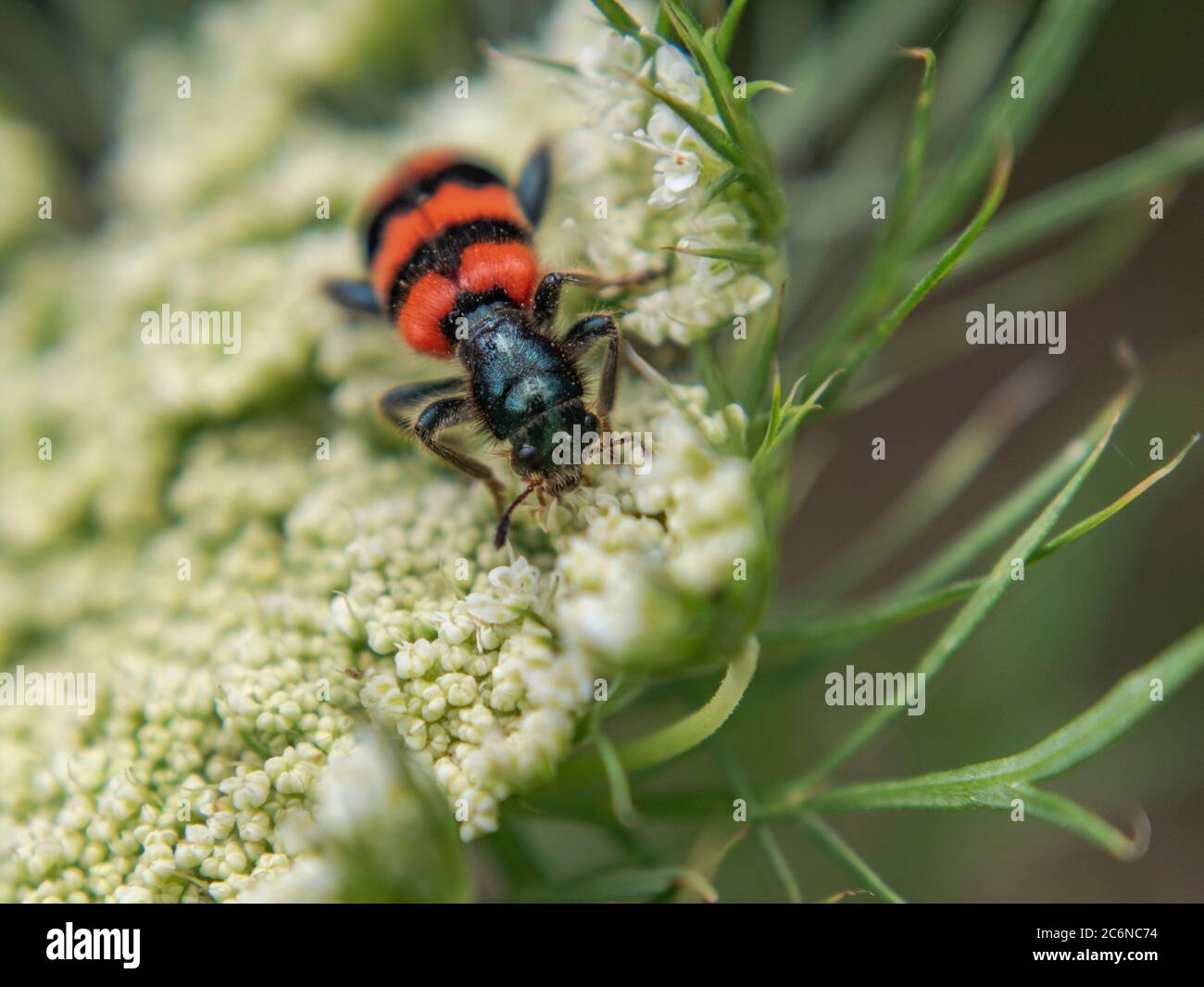 Mylatris variabilis rouge-noir, coléoptère en forme de boursouflure rayé sur la fleur de carotte, gros plan Banque D'Images