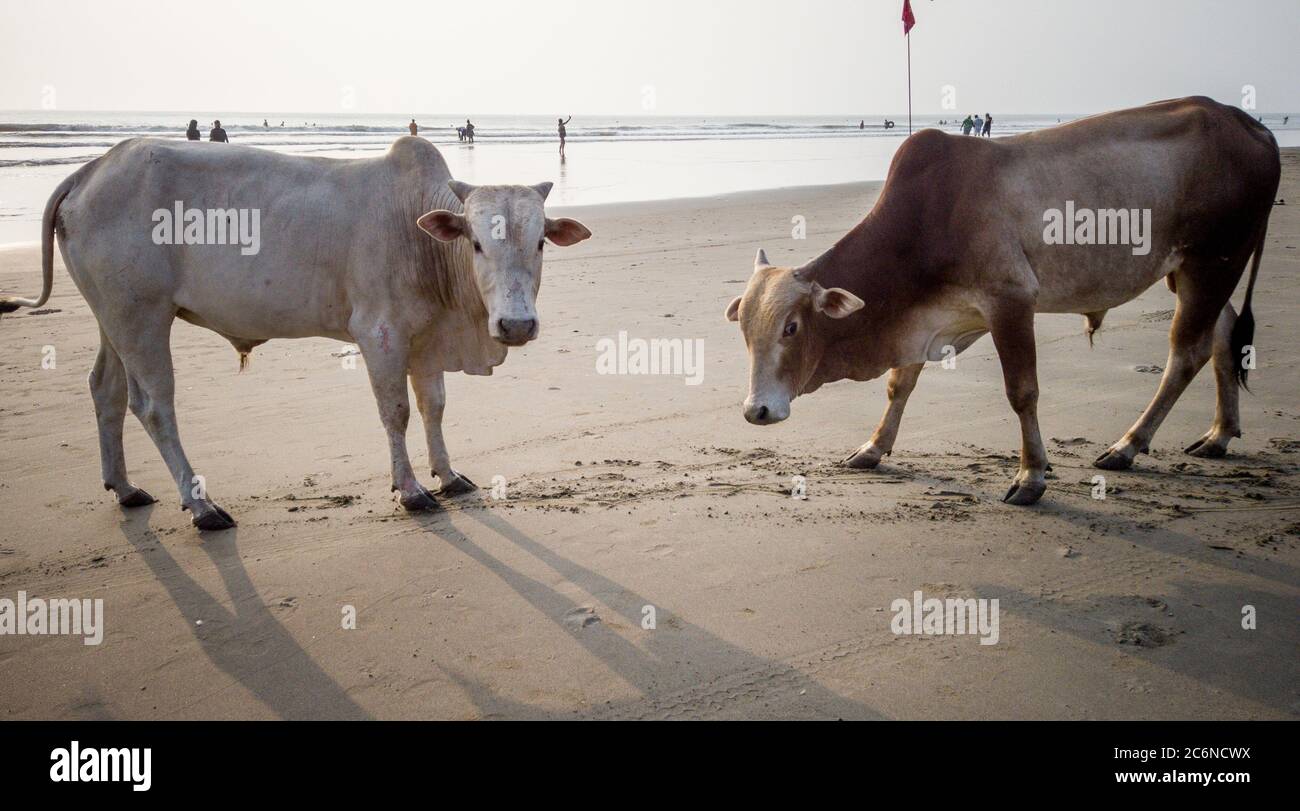 Vaches sur la plage en Inde, vaches se reposant sur une plage à Goa. Vaches indiennes saintes se reposant sur la plage de la mer Banque D'Images