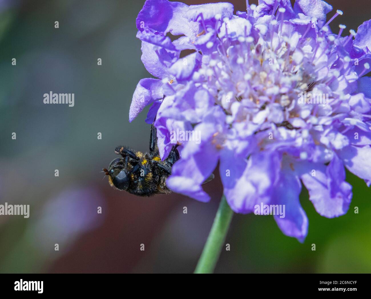 La femelle Merodon equestris survole une fleur scabieuse Banque D'Images