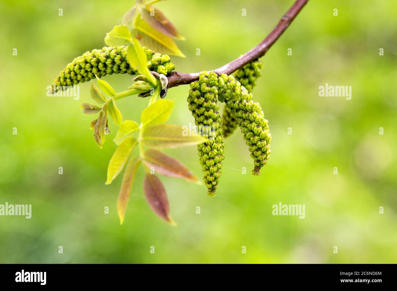 Noyer en fleur au début du printemps - gros plan Banque D'Images