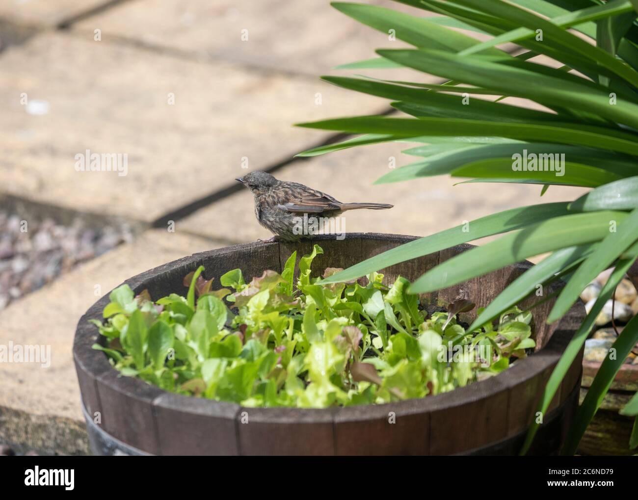 Jeune Dunnock perché sur un pot de plantes Banque D'Images