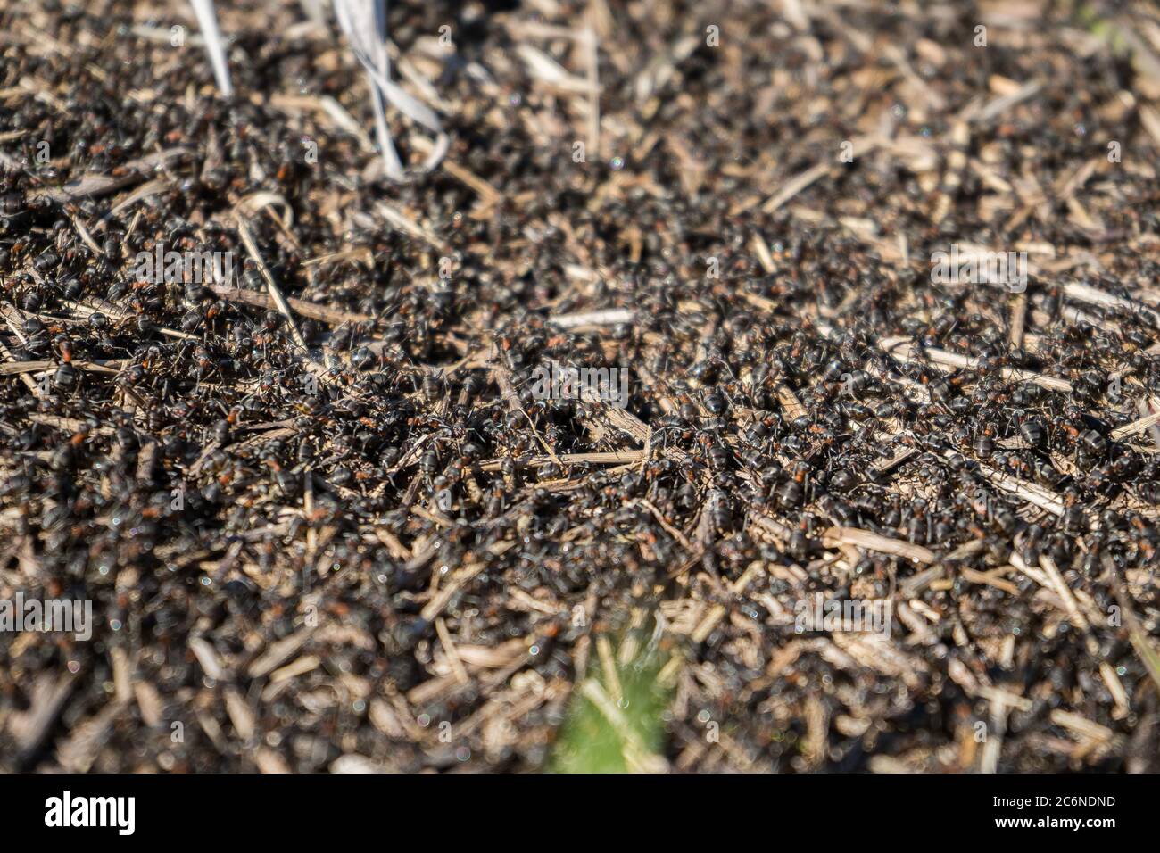 beaucoup d'fourmis gros plan. Une énorme armée de fourmis construit une colline fourrante sur le terrain. Banque D'Images