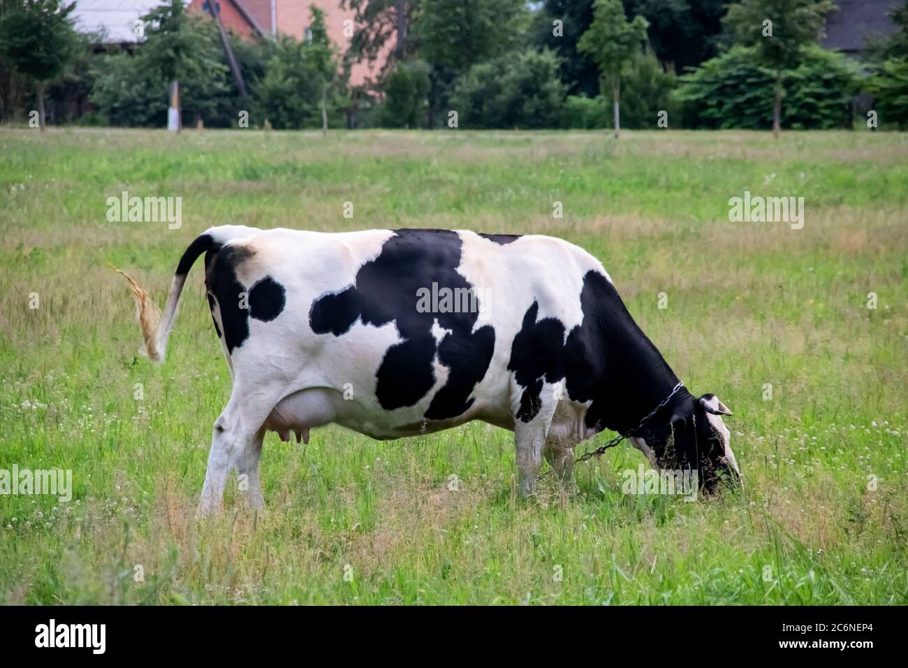 Vache noire et blanche Banque de photographies et d’images à haute — free download