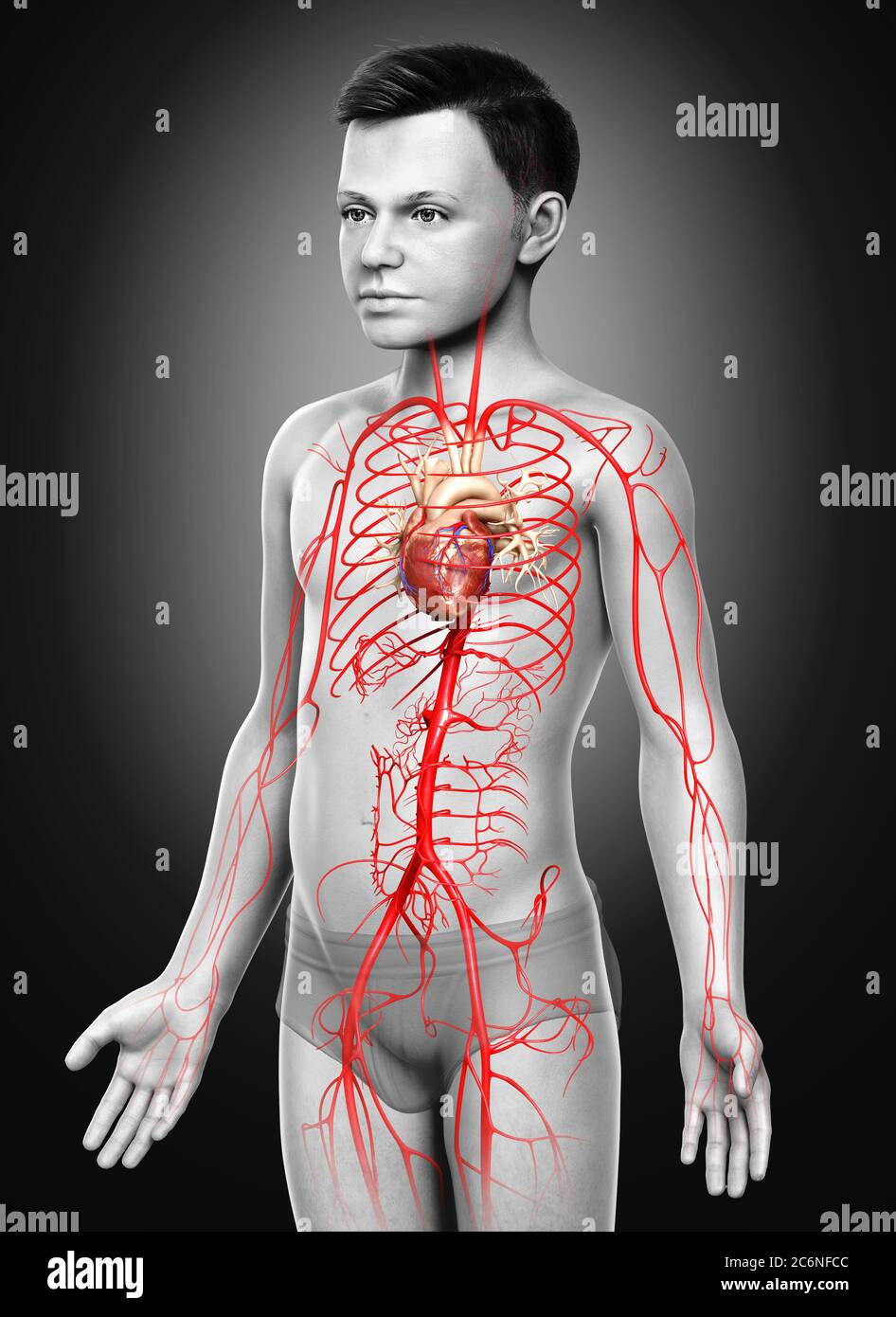la 3d a rendu l'illustration médicale précise des artères des jeunes garçons Banque D'Images