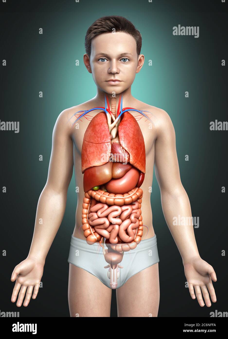 3d rendu médicalement précis illustration des organes internes de jeune garçon Banque D'Images