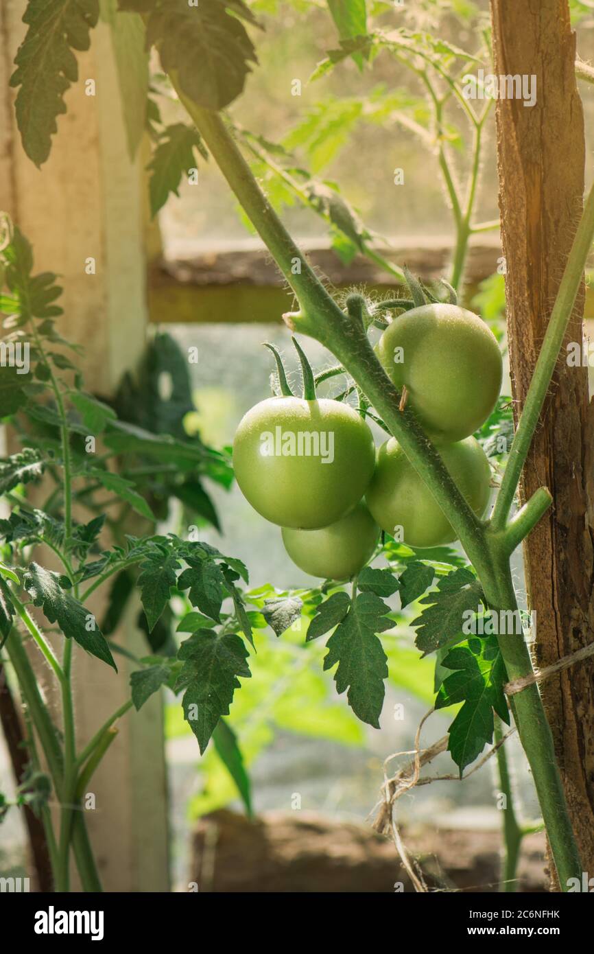 Tomates vertes non mûres sur la brousse. Tomates vertes poussant sur les branches Banque D'Images