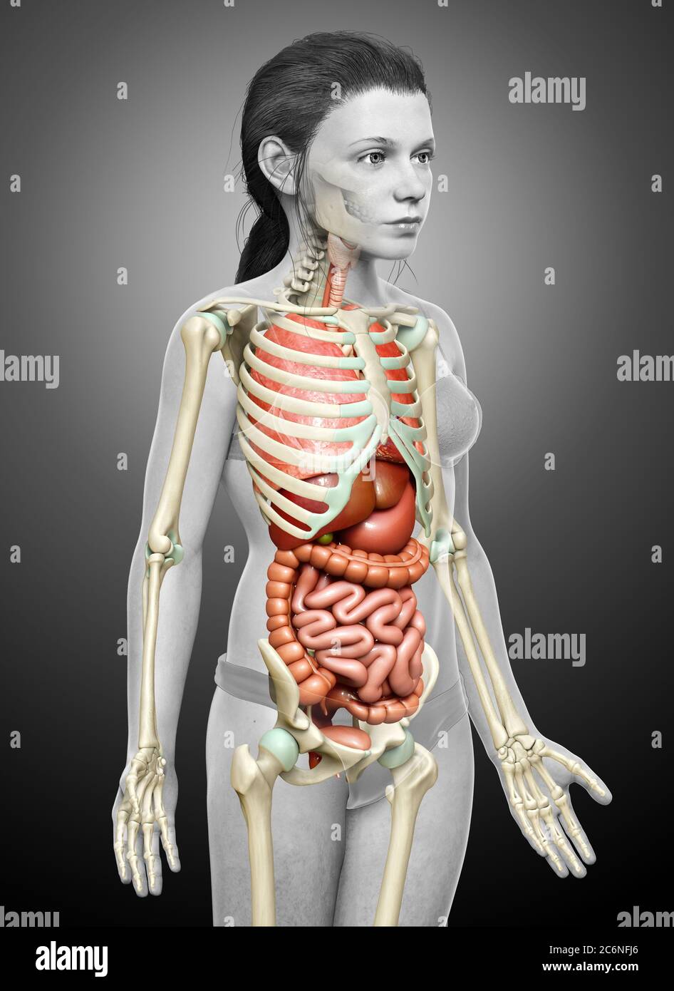 3d rendu médicalement précis illustration des organes internes et système squelette de fille Banque D'Images