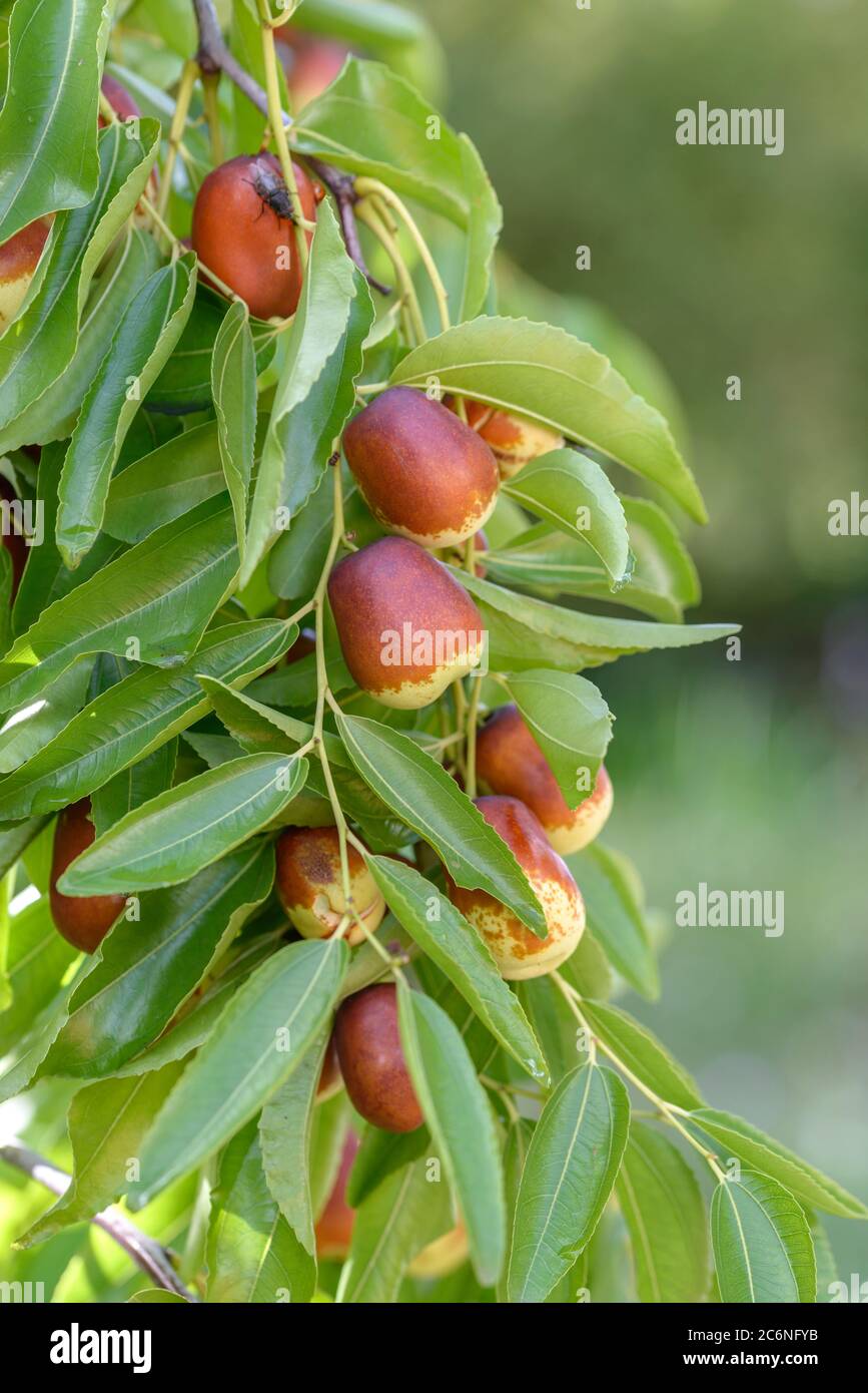 Chinesische Dattel Ziziphus jujuba Lang, date chinoise Watkins jujube long  Photo Stock - Alamy