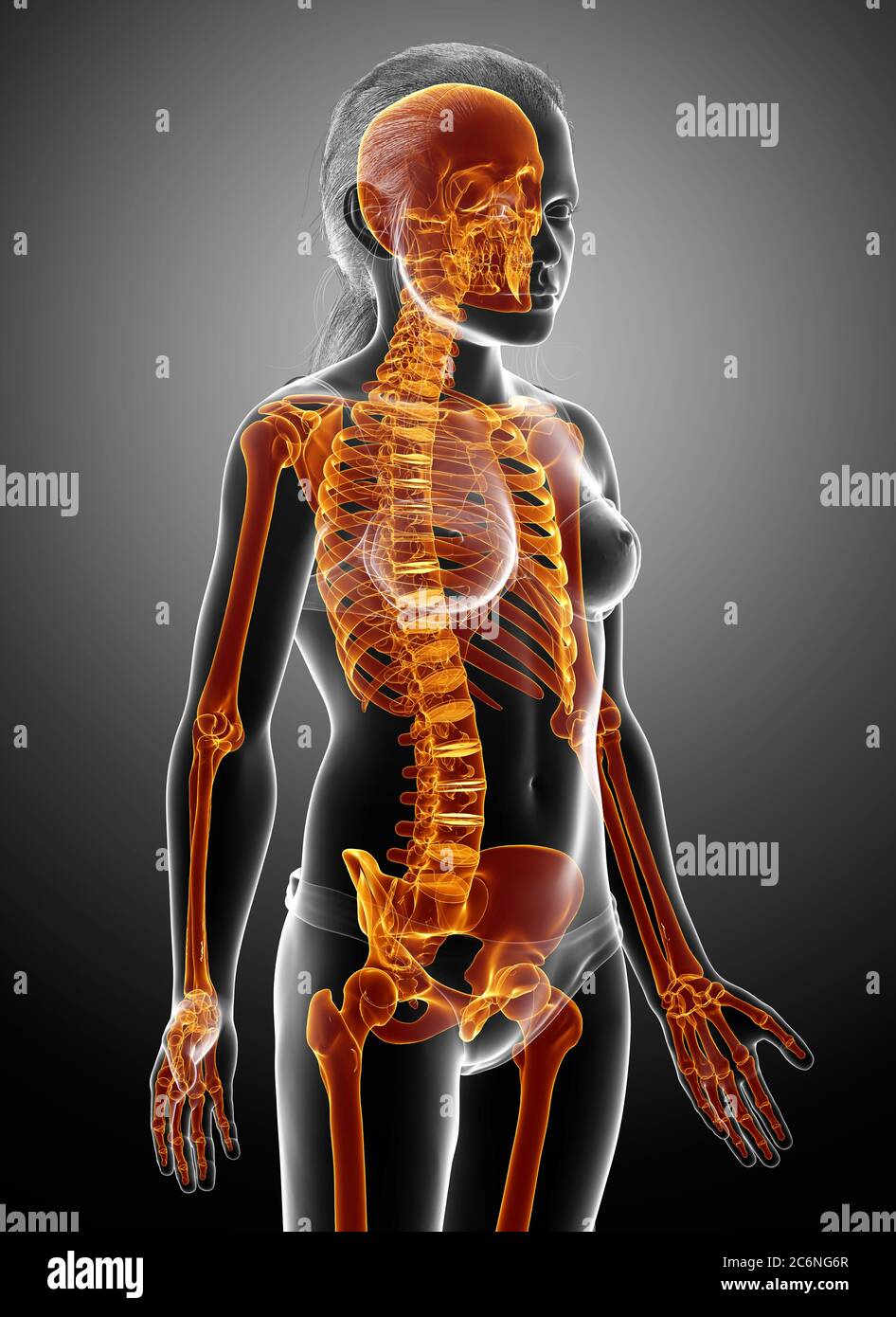 rendu 3d, médicalement précis illustration d'un système squelette de fille élevé éclairé Banque D'Images