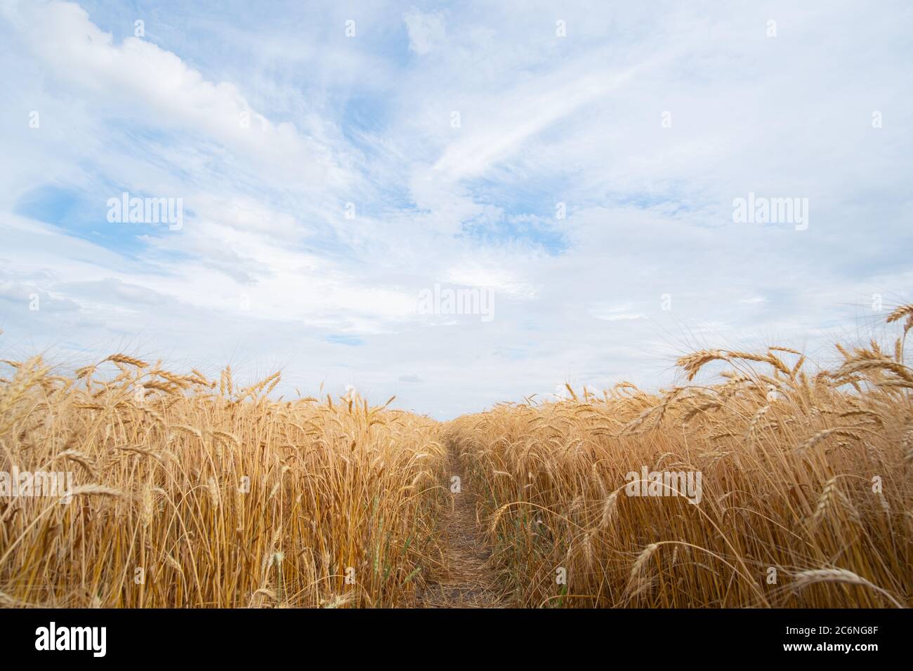 Plantation de seigle et ciel bleu avec nuages. Scène rurale en plein air, champ agricole de blé mûr Banque D'Images