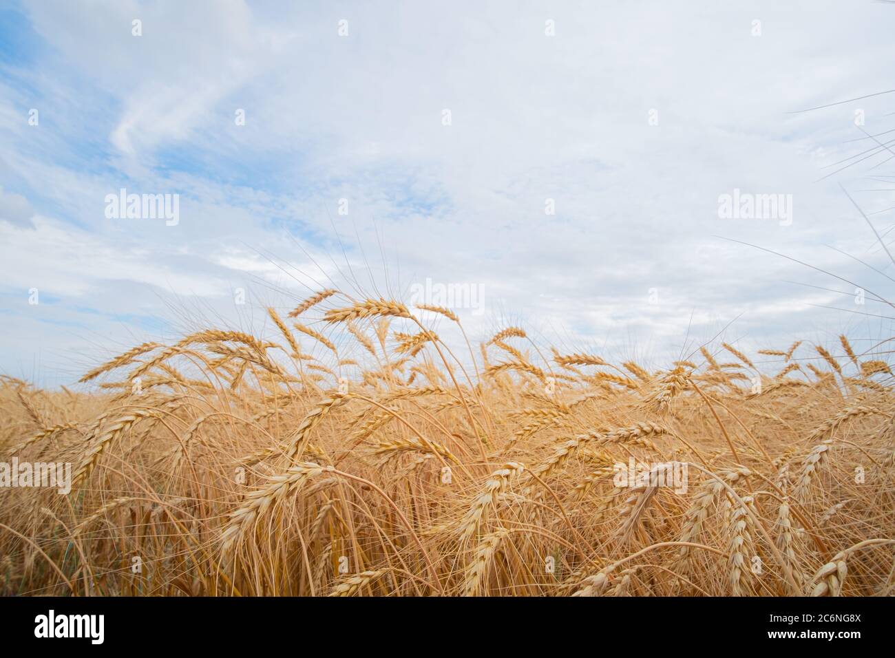 Champ de blé et ciel bleu, image du champ agricole Banque D'Images