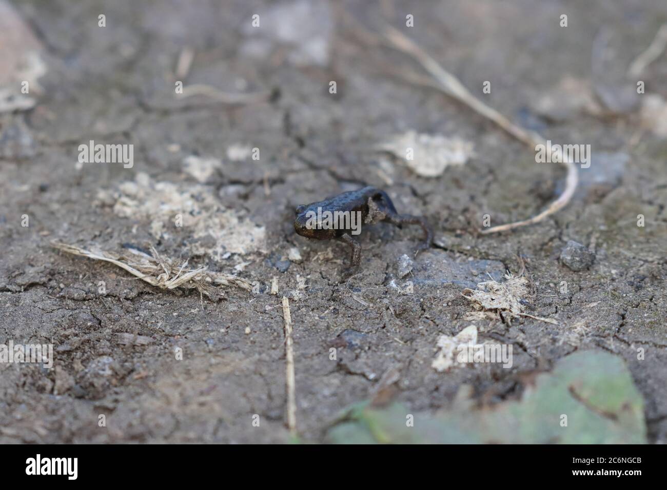 Gros plan d'une grenouille de bébé sur un peu de terre. Banque D'Images