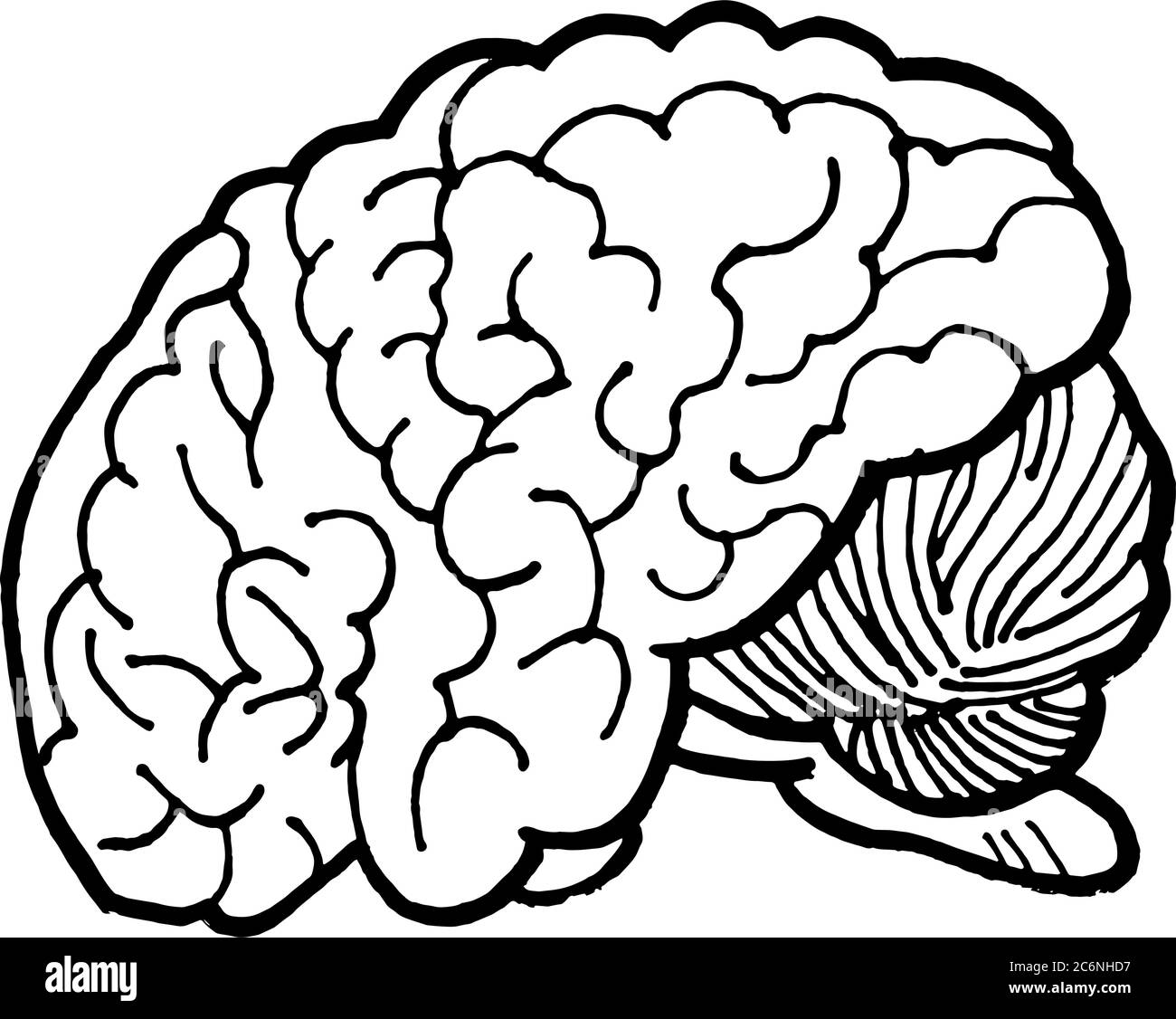Illustration linéaire à la main du cerveau humain pour le logotype ou la bannière / modèle de conception Illustration de Vecteur