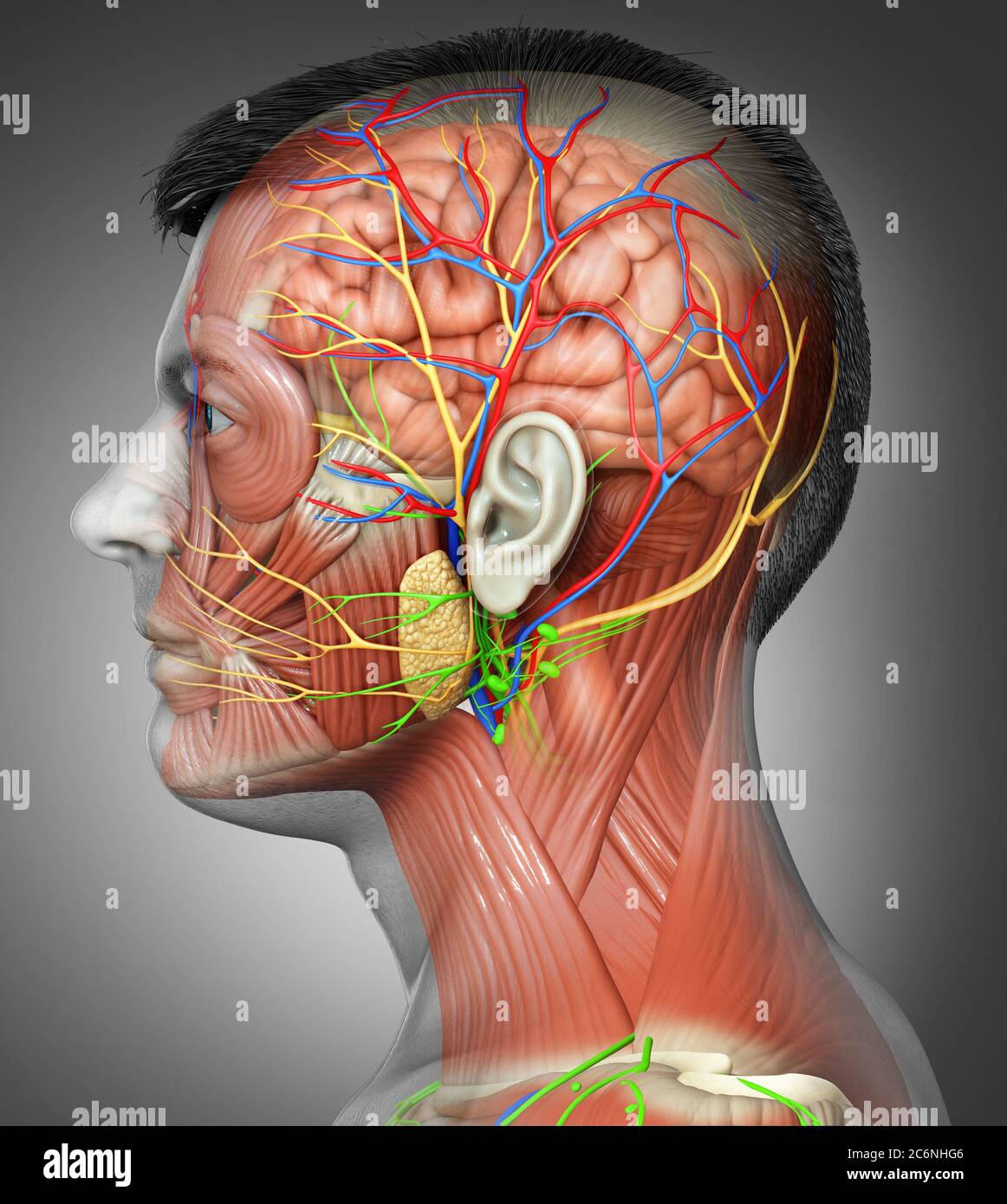 illustration médicale 3d de l'anatomie de la tête masculine pour l'éducation Banque D'Images