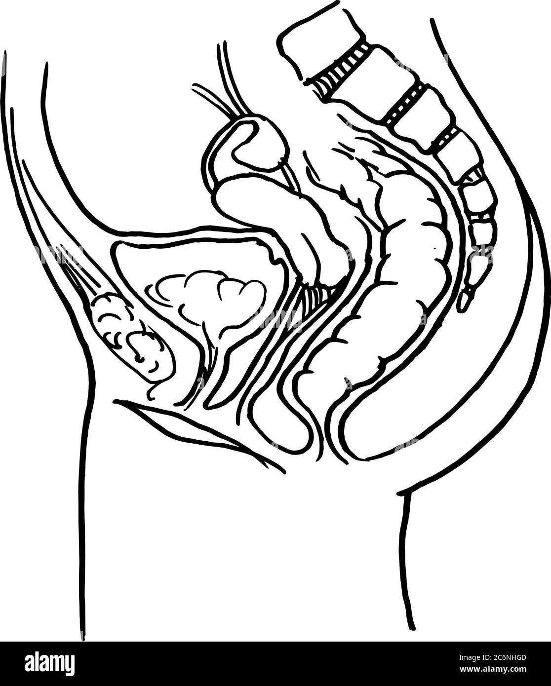 Tracé de contour vectoriel de l'intestin humain. Modèle modifiable de conception médicale Illustration de Vecteur