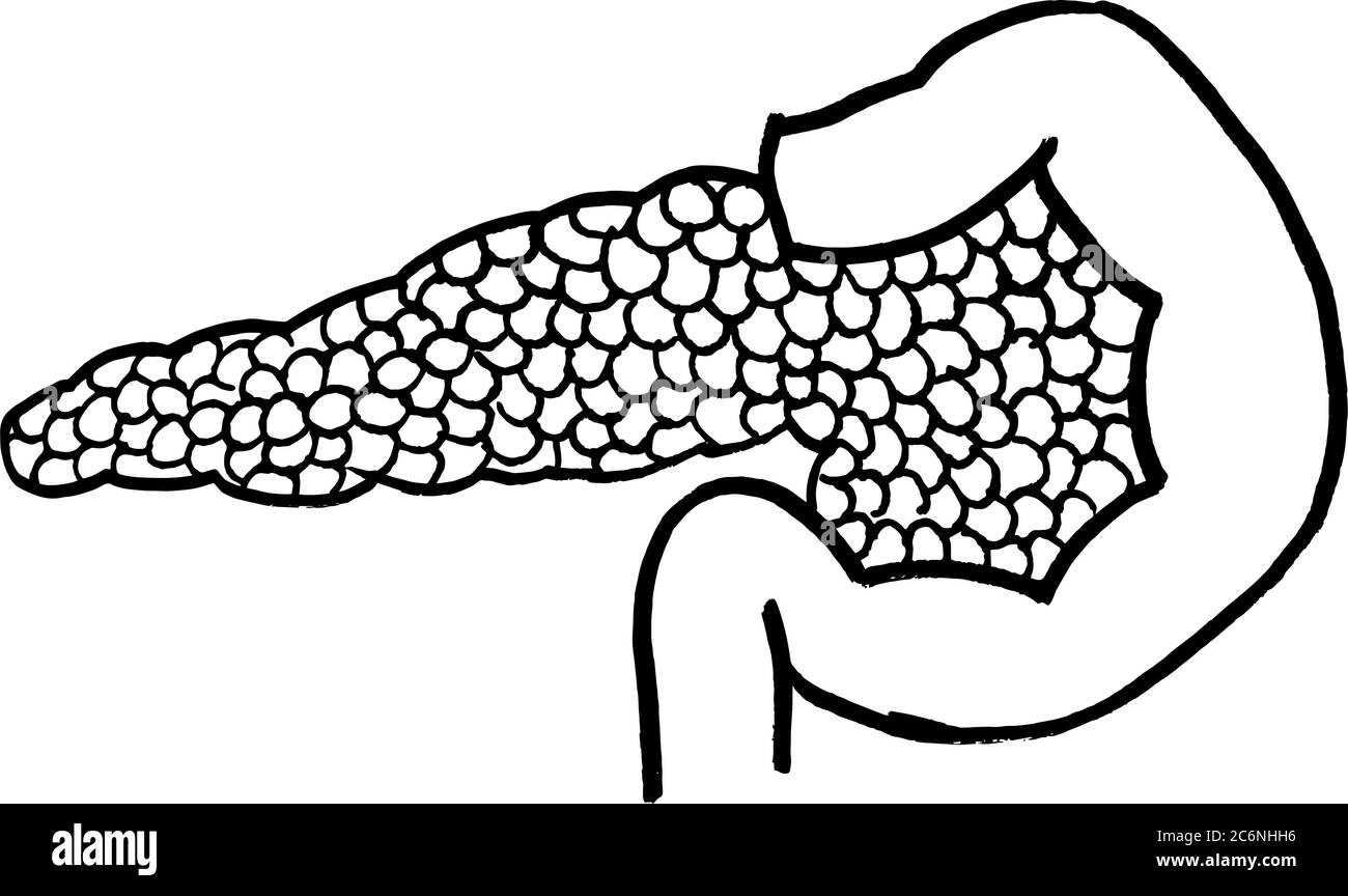 Tracé de contour vectoriel de l'organe du pancréas humain. Modèle modifiable de conception médicale Illustration de Vecteur