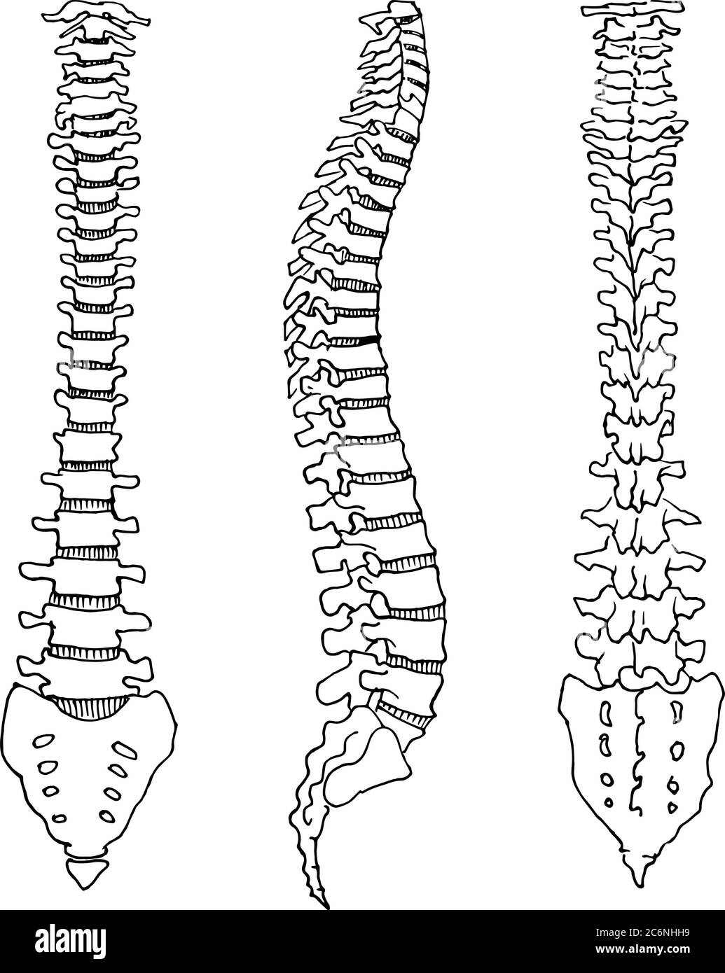 Tracé de contour vectoriel du squelette du rachis humain. Modèle modifiable de conception médicale Illustration de Vecteur