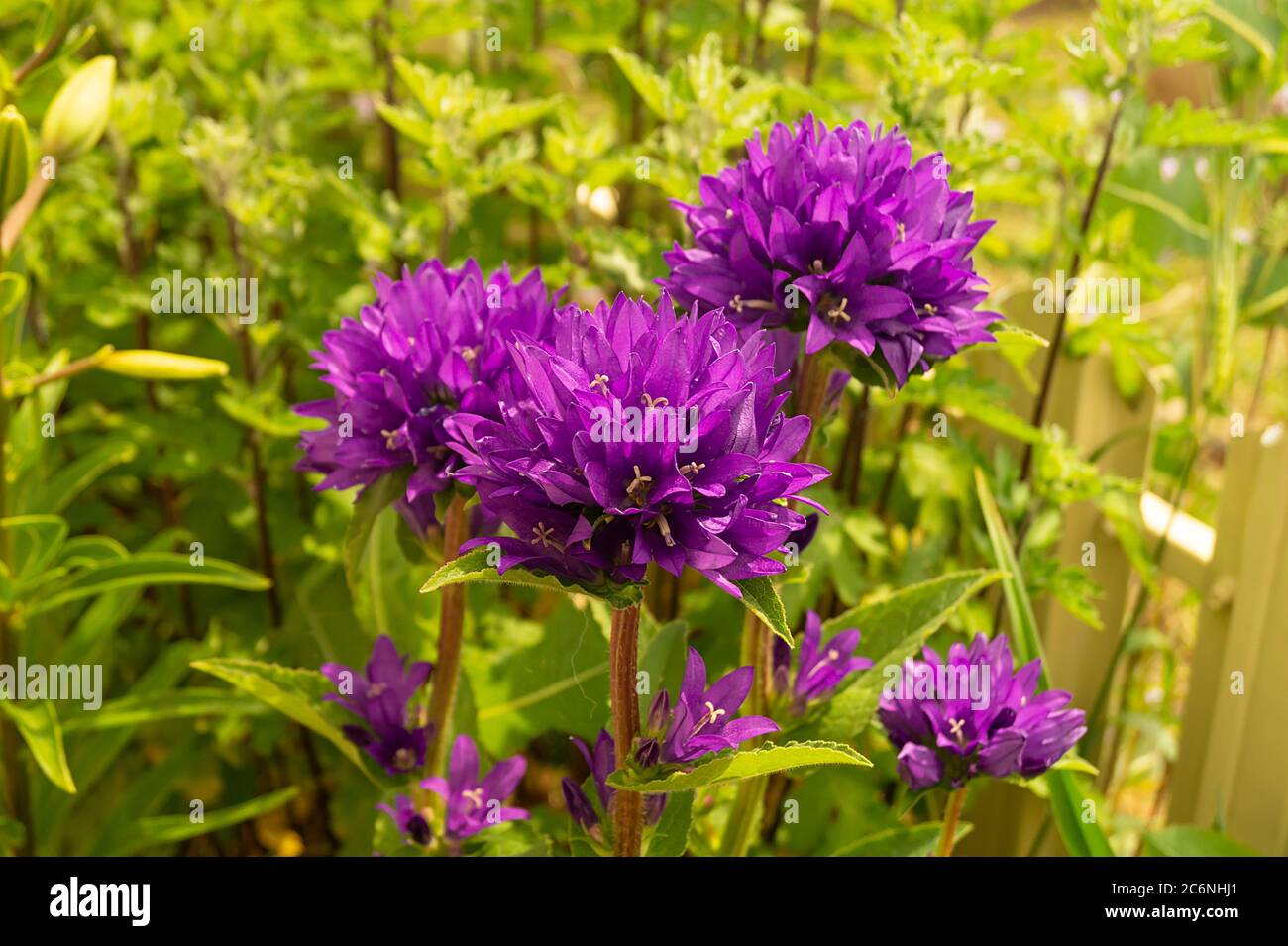 Sampanula glomerata fleurir dans le jardin sur fond vert feuille.The naturel à la journée solaire. Banque D'Images