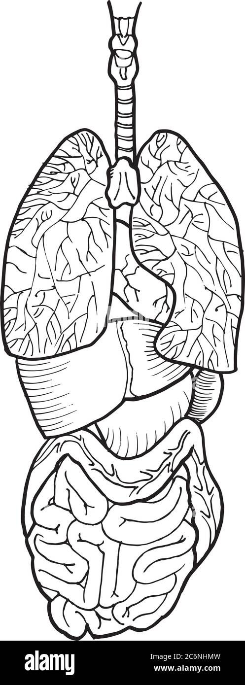Tracé de contour vectoriel de l'intestin humain et de l'organe du foie. Modèle modifiable de conception médicale Illustration de Vecteur