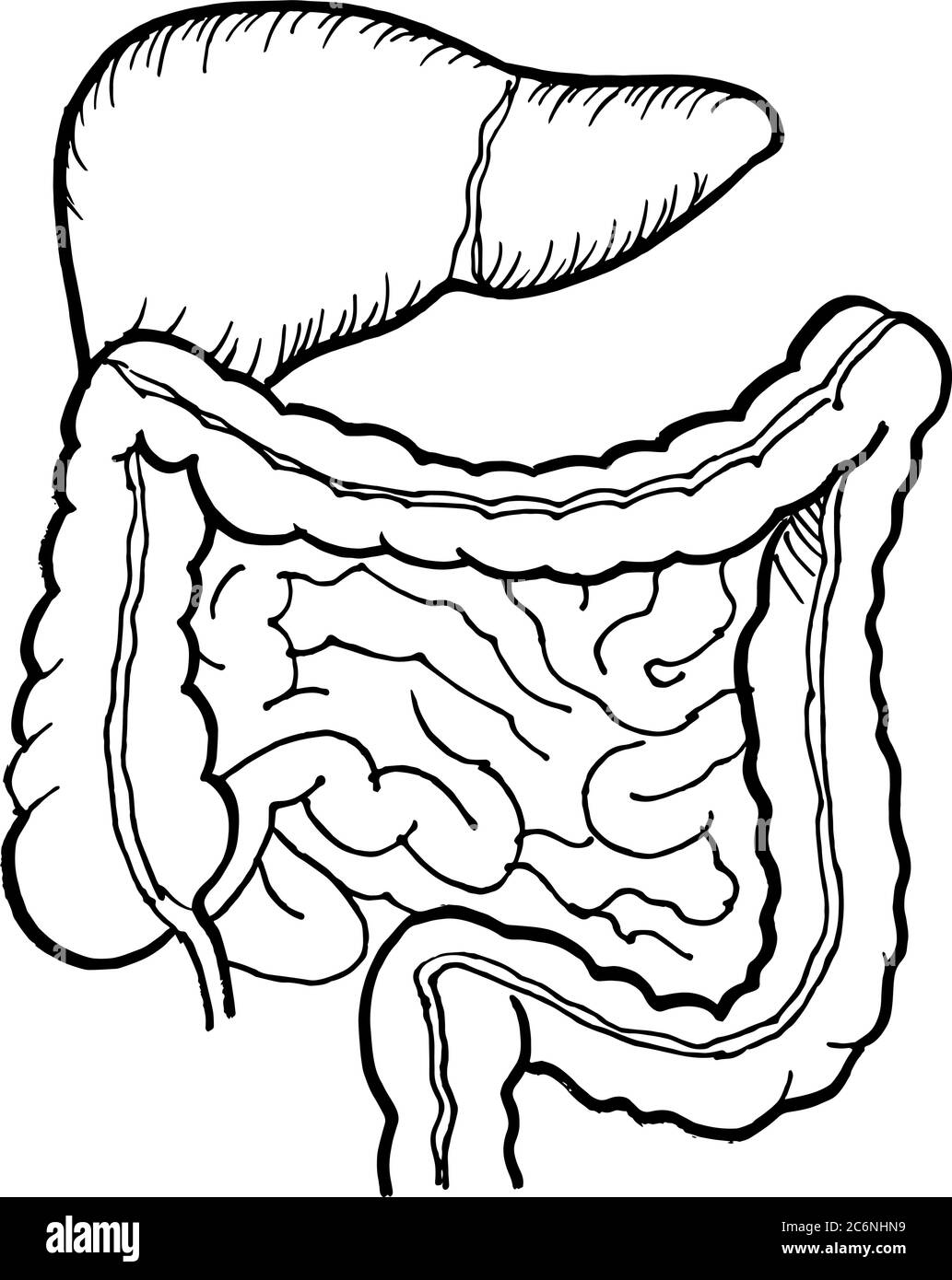 Tracé de contour vectoriel de l'intestin humain et de l'organe du foie. Modèle modifiable de conception médicale Illustration de Vecteur