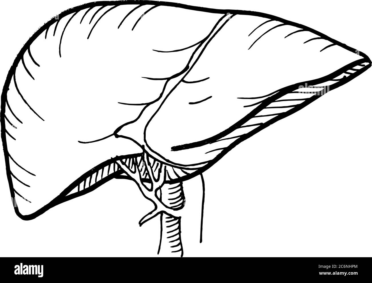 Tracé de contour vectoriel d'organe hépatique humain. Modèle modifiable de conception médicale Illustration de Vecteur