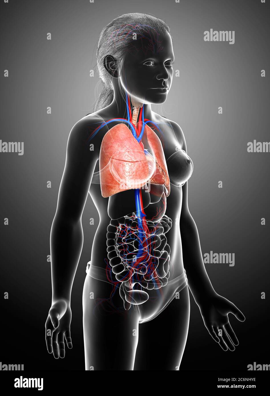 illustration médicale précise d'une anatomie pulmonaire de jeune fille rendue en 3d Banque D'Images