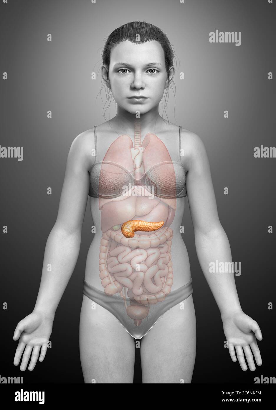 illustration médicale précise d'un pancréas de jeune fille rendue en 3d Banque D'Images