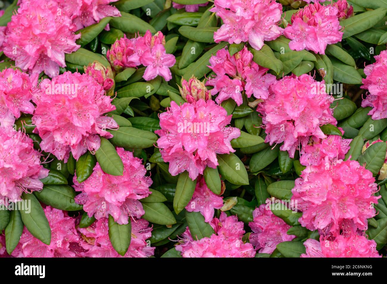 Rhododendron Rhododendron Catharine van Tol, Rhododendron Catharine van Tol Banque D'Images