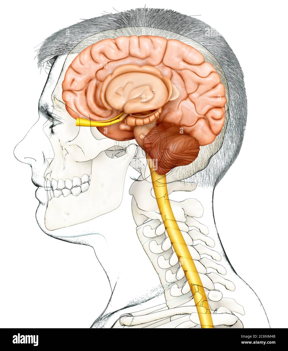 illustration médicale de rendu 3d de l'anatomie du cerveau mâle Banque D'Images