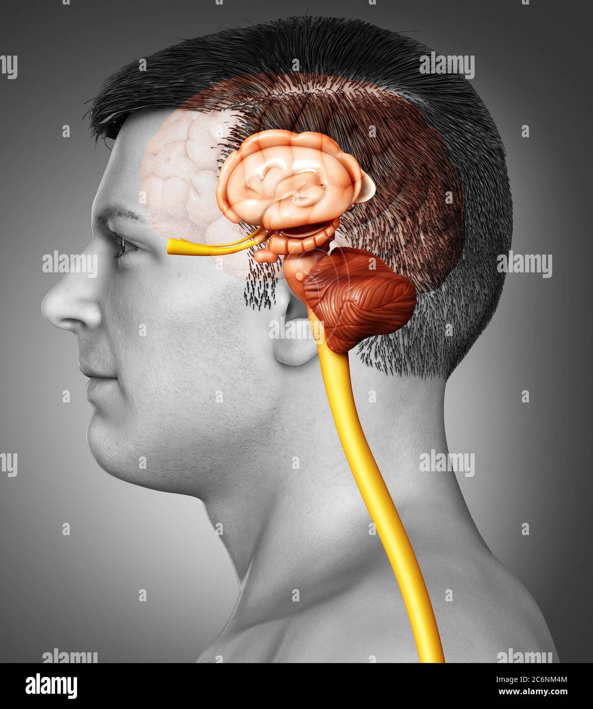 Médicalement en rendu 3d illustration précise de l'intérieur l'anatomie du cerveau Banque D'Images