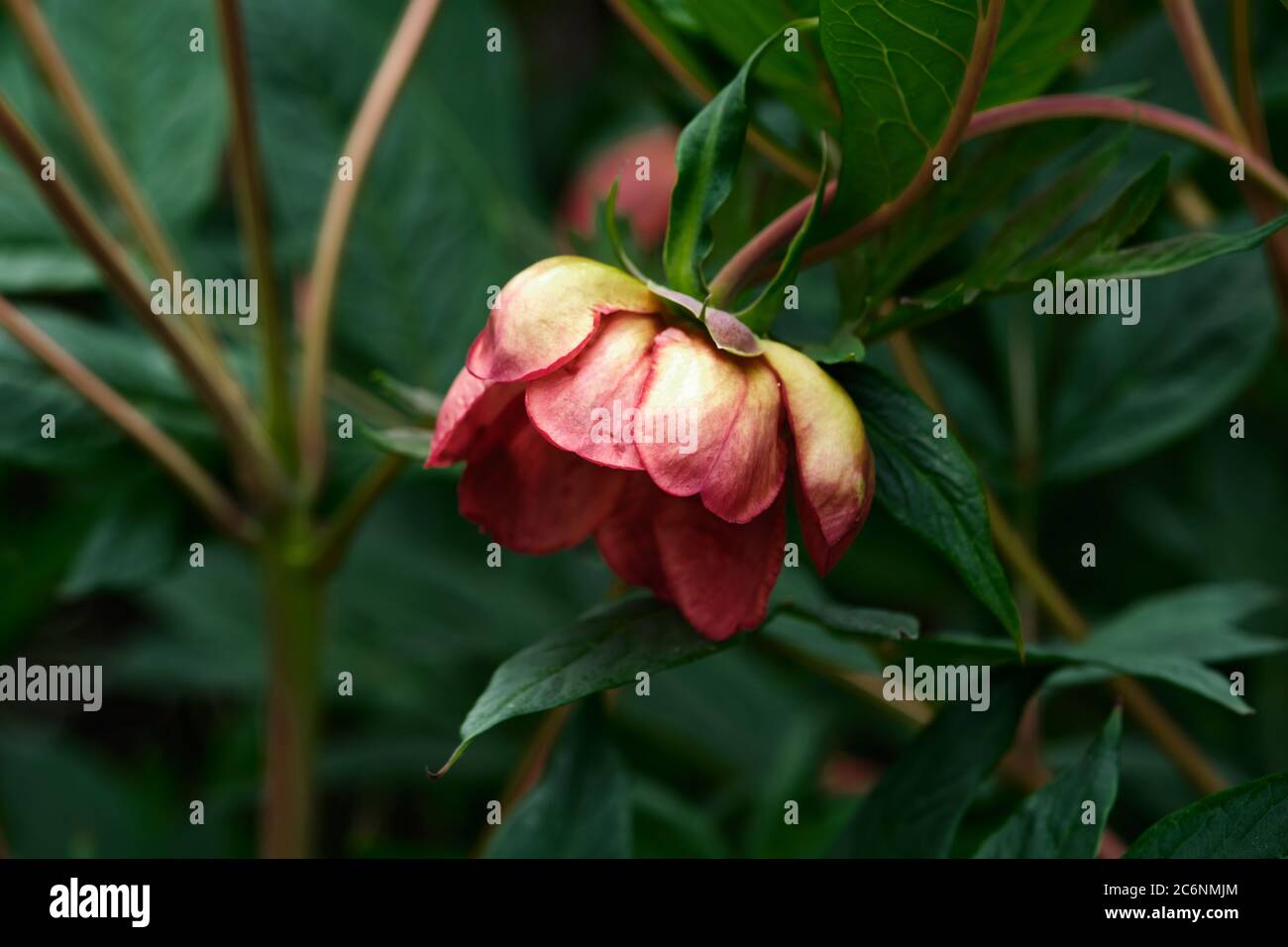 Paeonia delavayi. Poney Yunnan. Pivoine d'arbre de Delavay. Banque D'Images