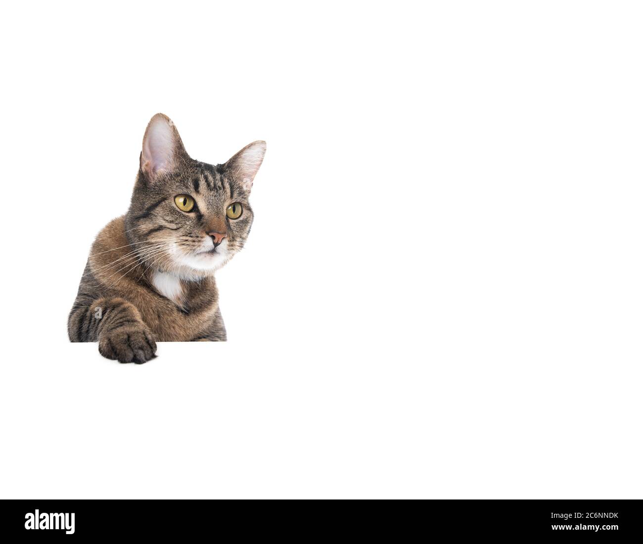 Studio de photo d'un chat tabby isolé sur un fond blanc bannière avec espace de copie mettant un paw simple sur la table regardant sur le côté Banque D'Images