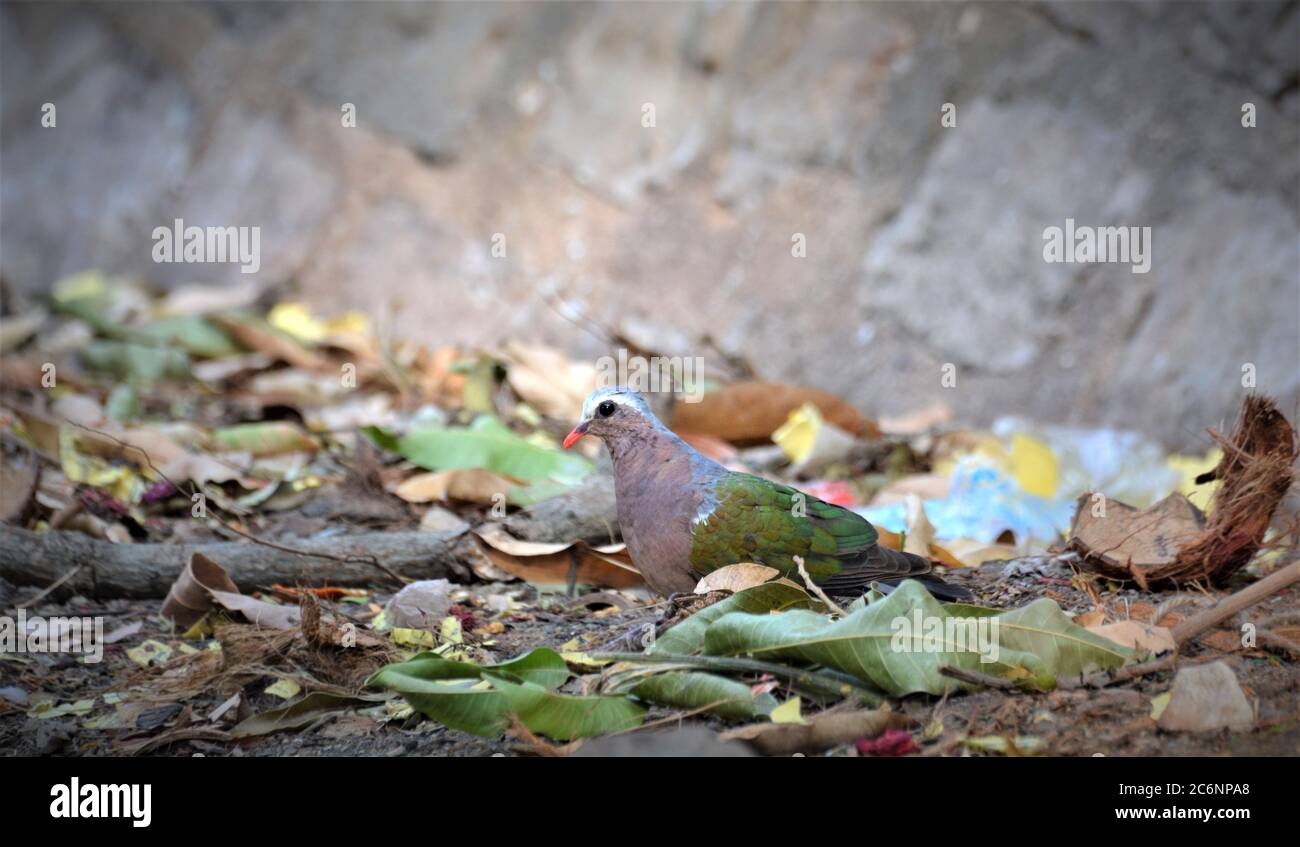 La colombe émeraude commune est un pigeon qui est un oiseau reproducteur de résidents très nombreux dans les régions tropicales et subtropicales du sous-continent indien. Banque D'Images