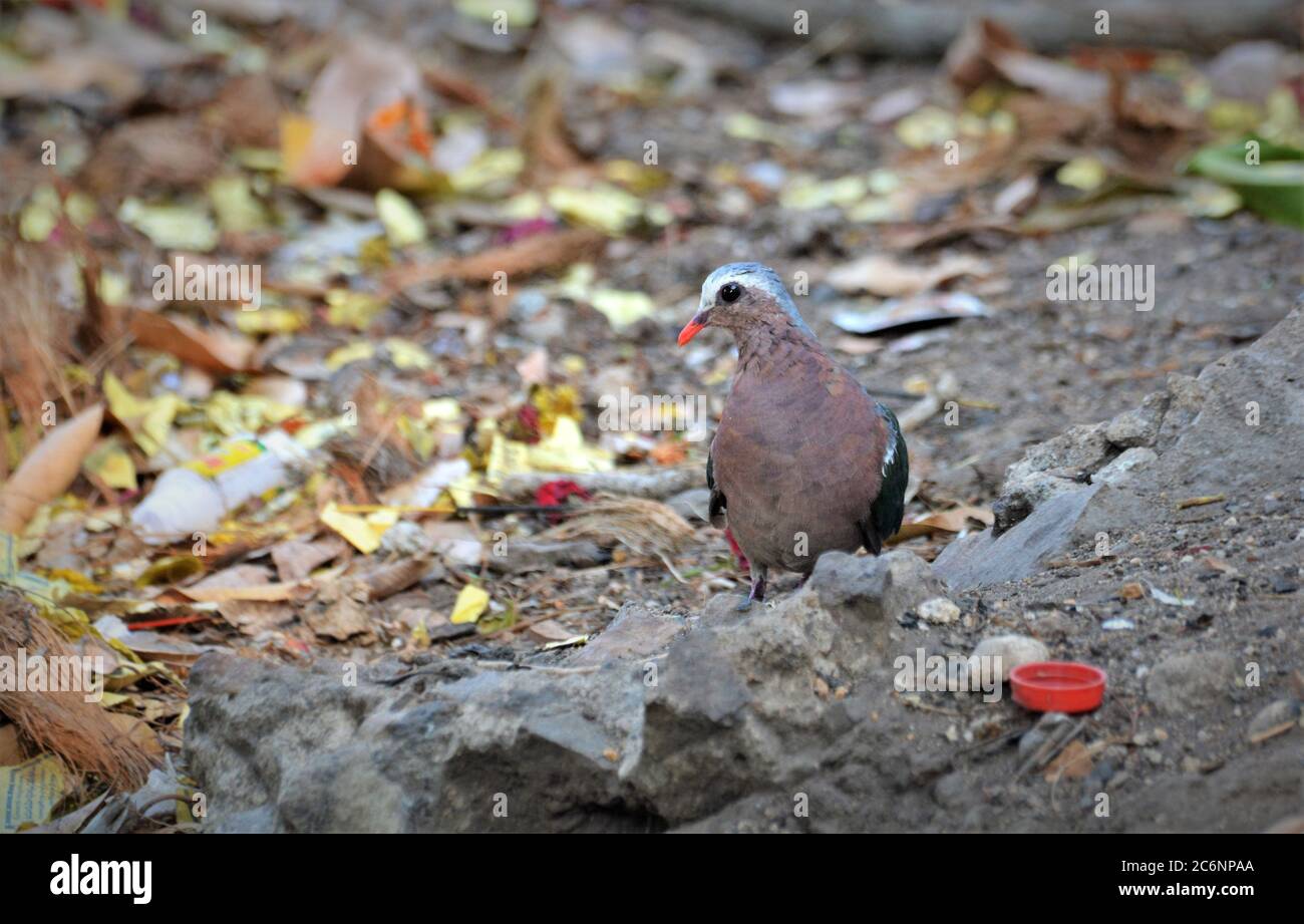 La colombe émeraude commune est un pigeon qui est un oiseau reproducteur de résidents très nombreux dans les régions tropicales et subtropicales du sous-continent indien. Banque D'Images