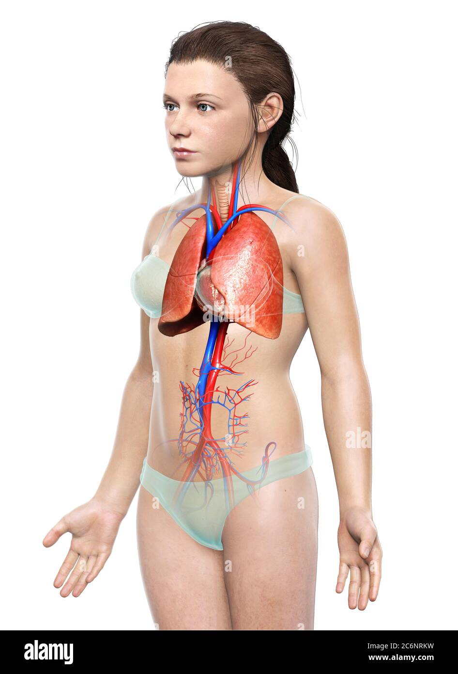 illustration médicale précise d'une anatomie pulmonaire de jeune fille rendue en 3d Banque D'Images
