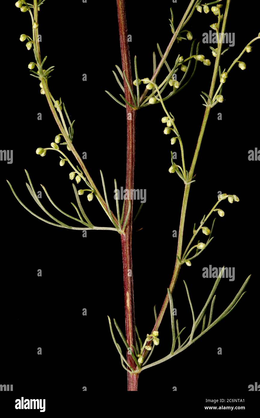 Champ de bois de millepertuis (Artemisia campestris). Gros plan des lames Banque D'Images