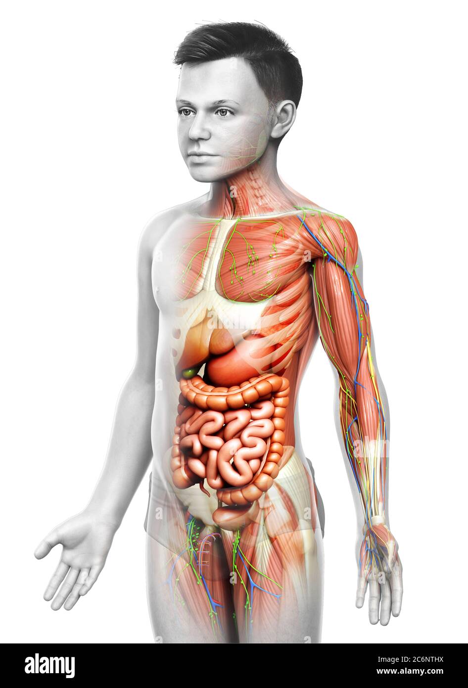3d rendu médicalement précis de l'anatomie masculine Banque D'Images