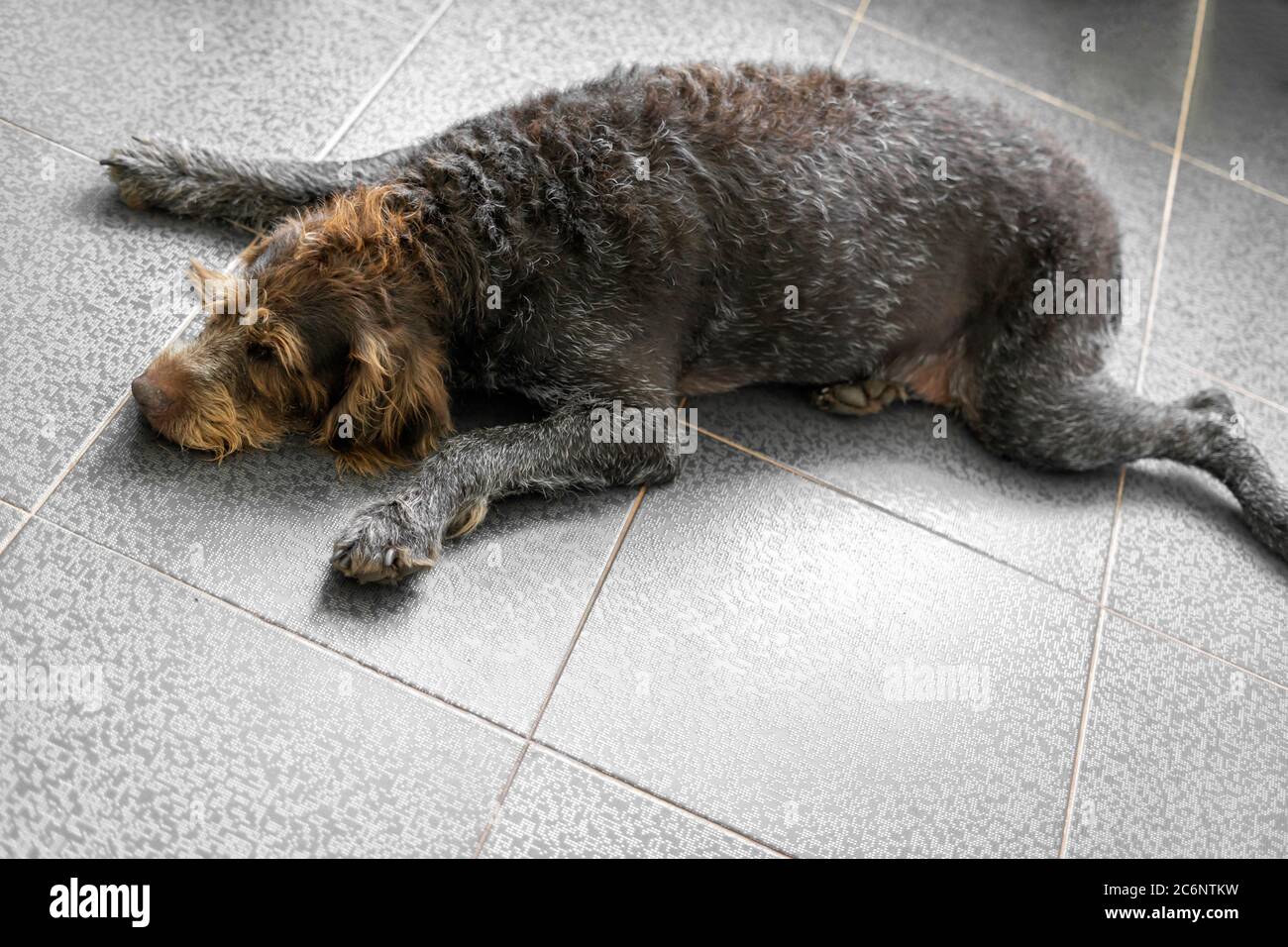le problème de l'obésité chez les chiens vivant dans les appartements urbains. chien de chasse en surpoids est sur le sol et est triste Banque D'Images